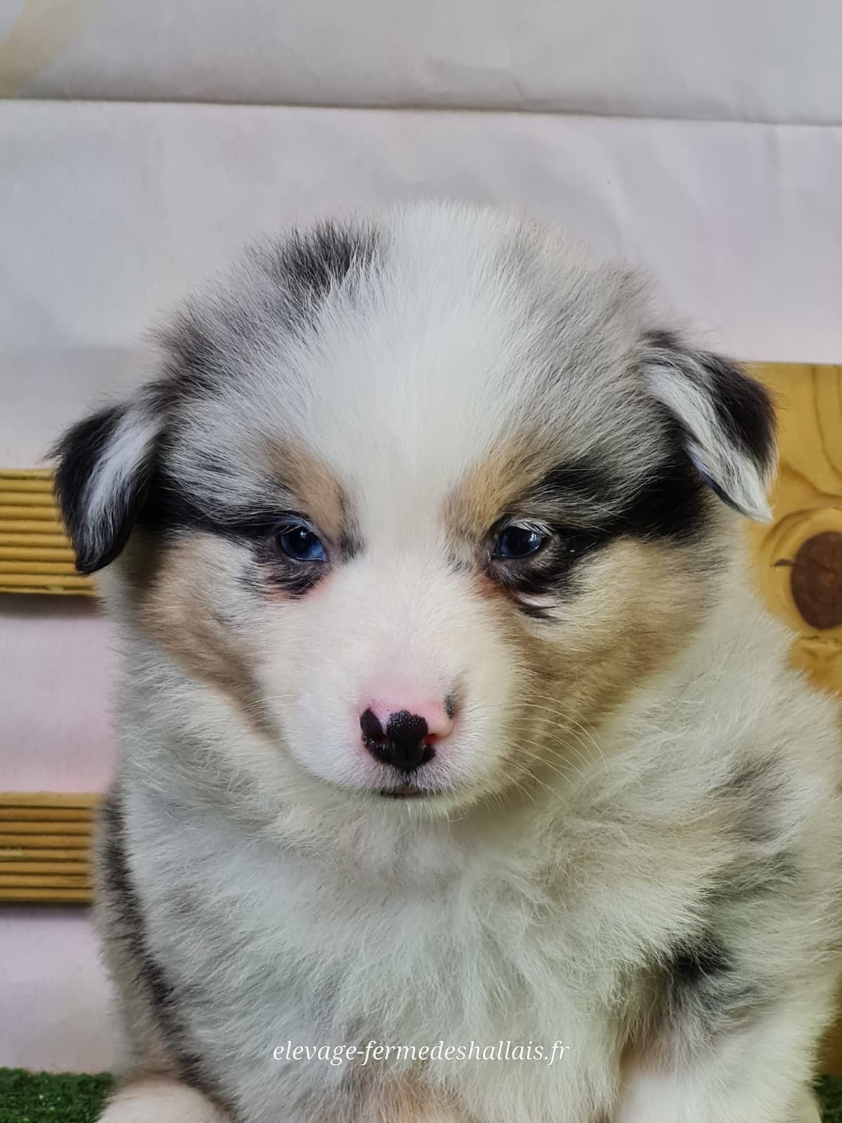 Chiot berger américain miniature bleu merle mâle