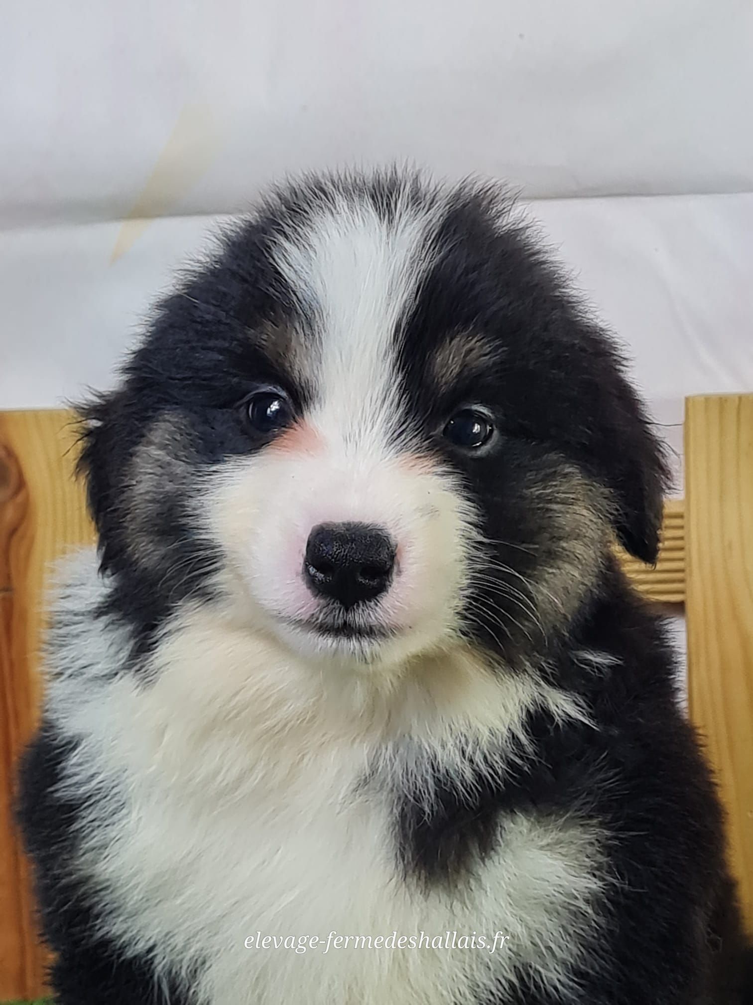 Chiot berger américain miniature mâle