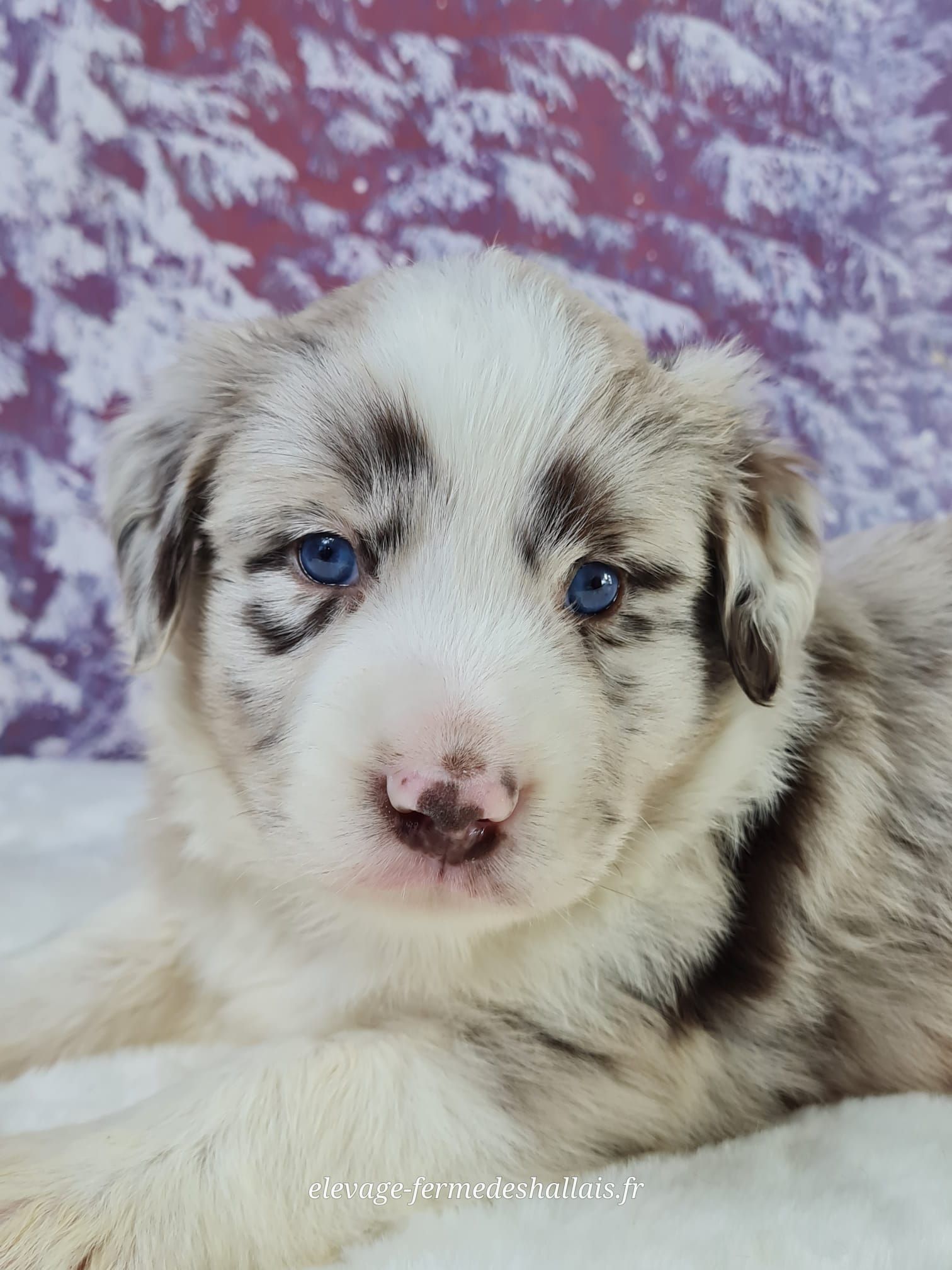 Chiot berger américain miniature mâle rouge merle