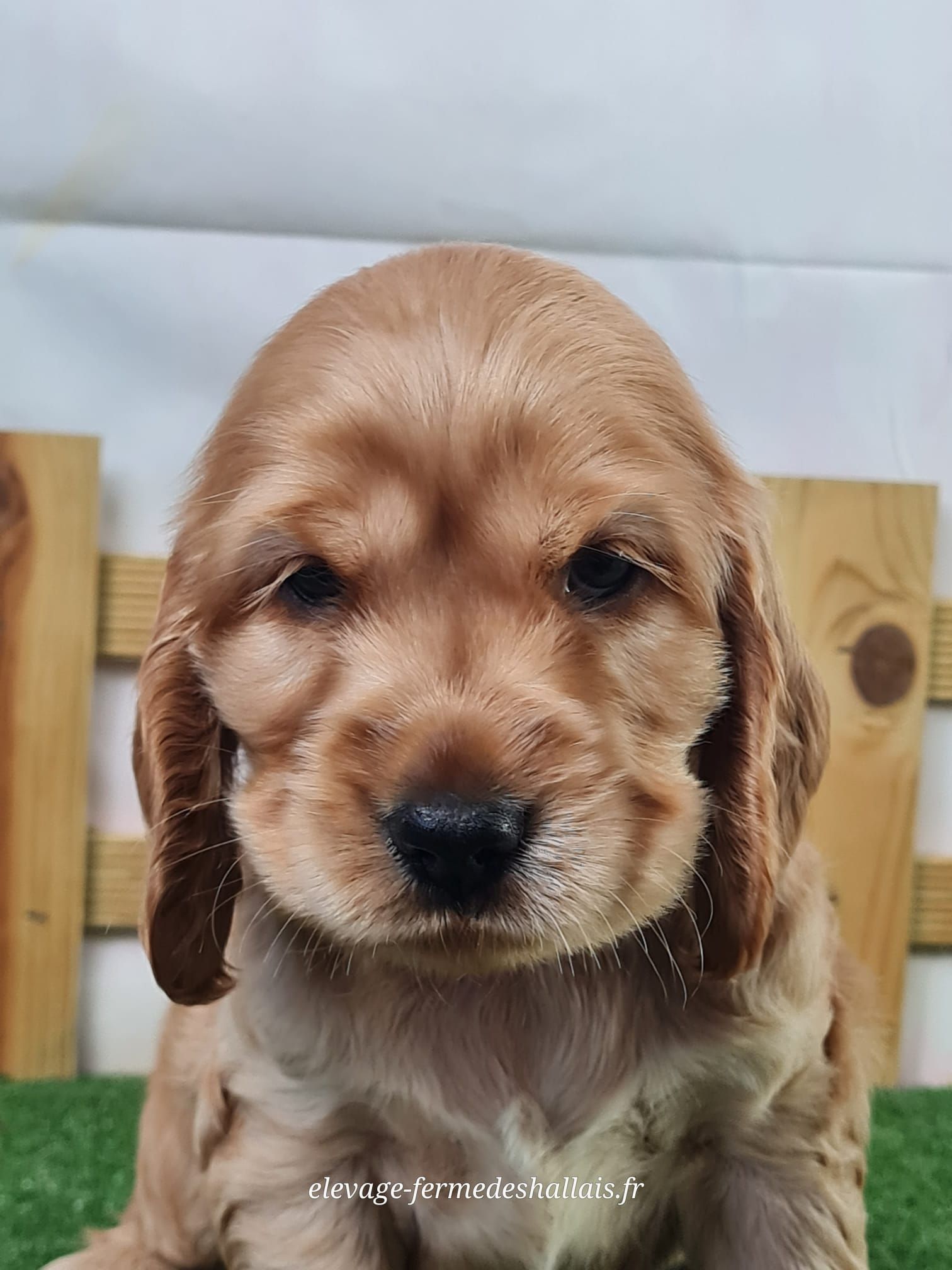 Chiot mâle cocker spaniel anglais