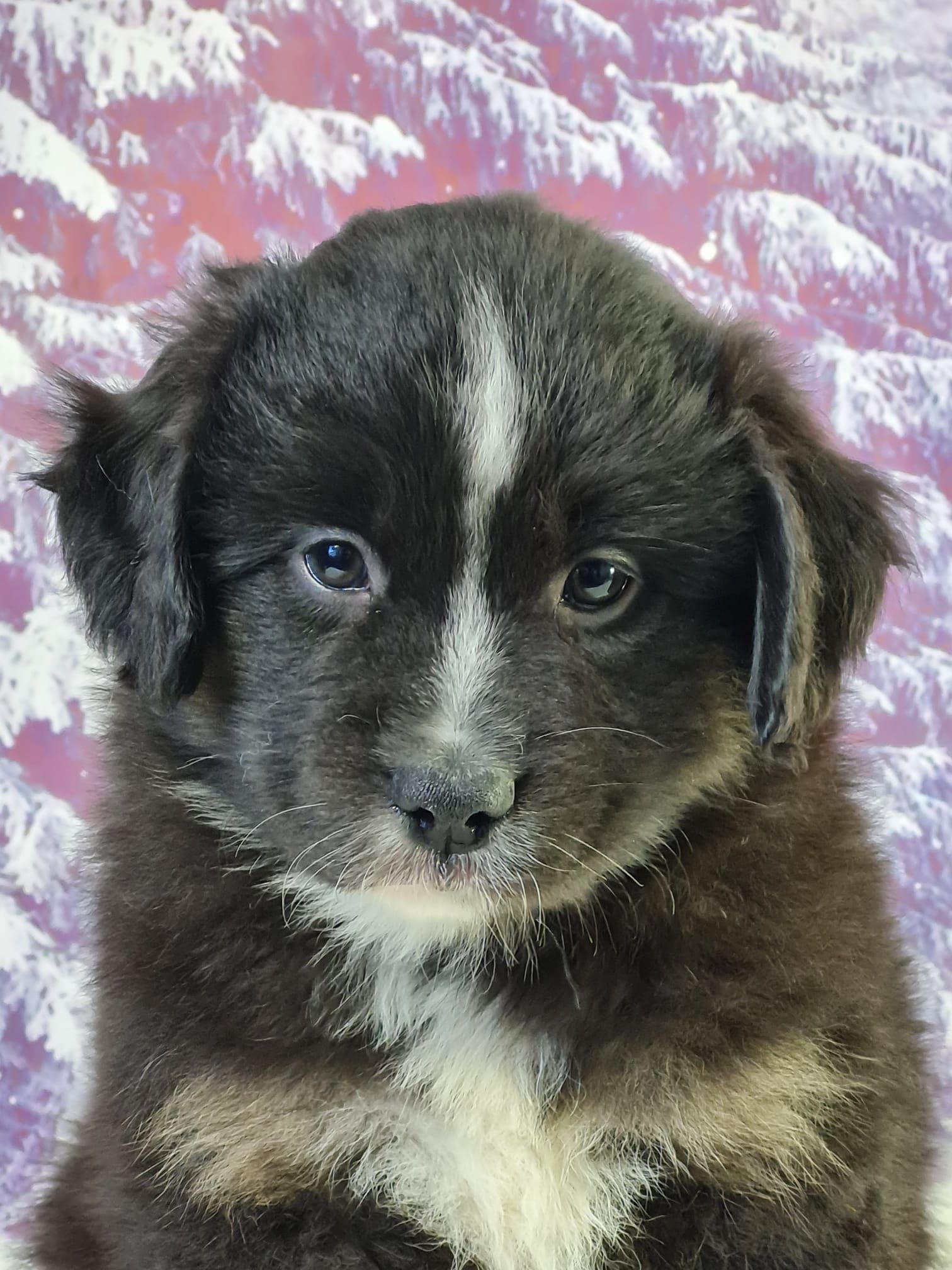 Chiot berger américain mâle noir tricolore