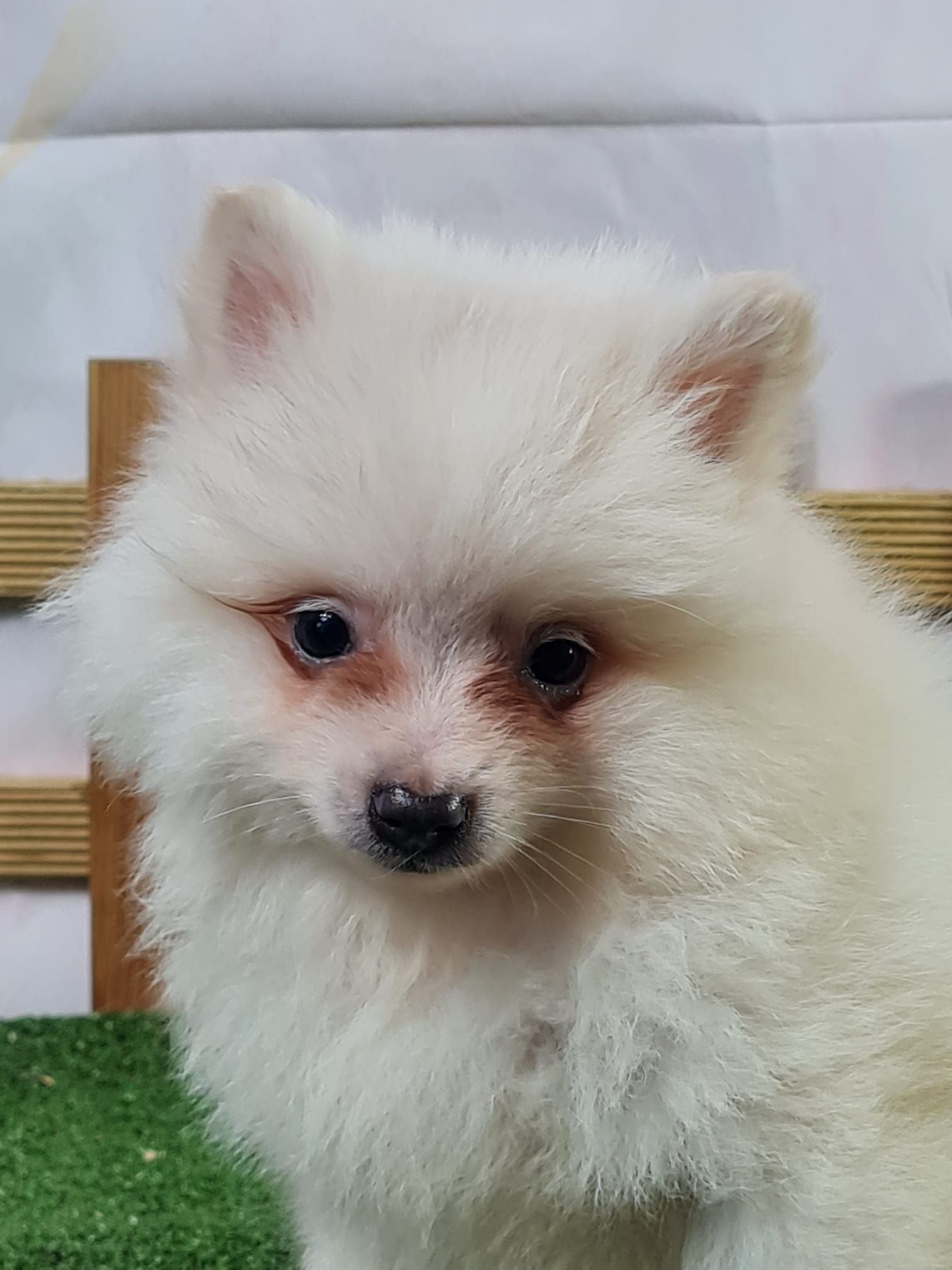 Chiot spitz volpino mâle