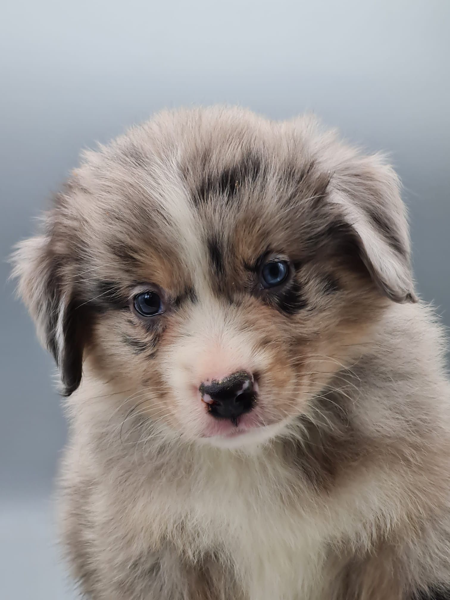 Chiot berger américain mâle