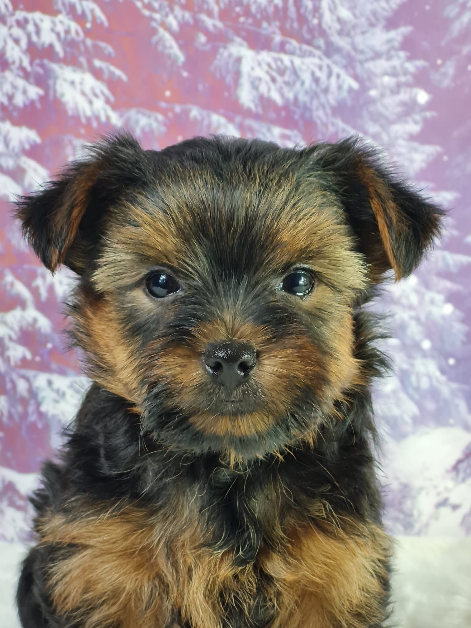 Chiot yorkshire terrier mâle