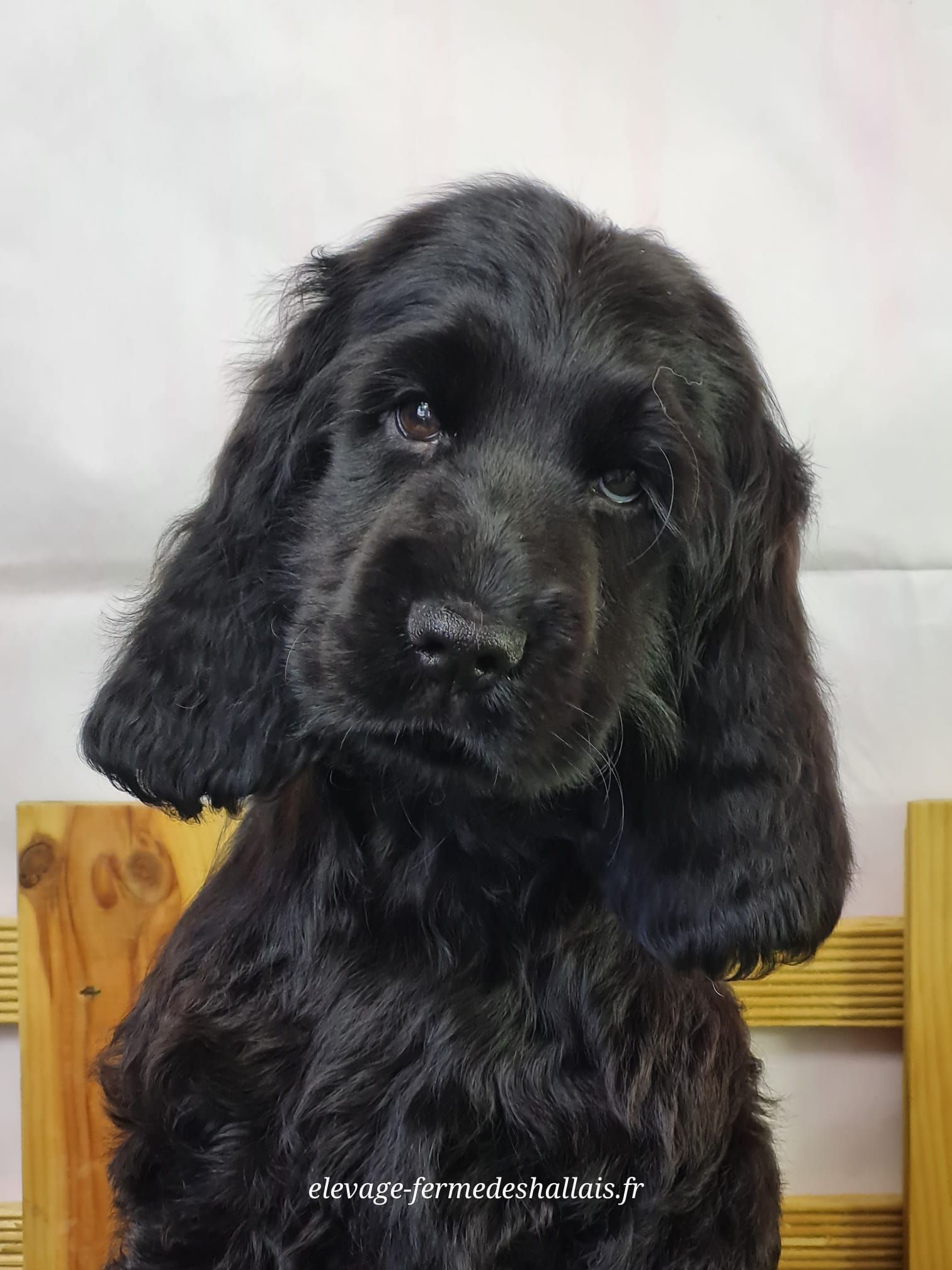 Chiot cocker mâle noir