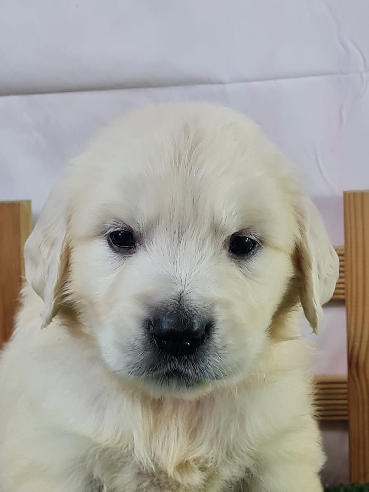 Chiot golden retriever mâle