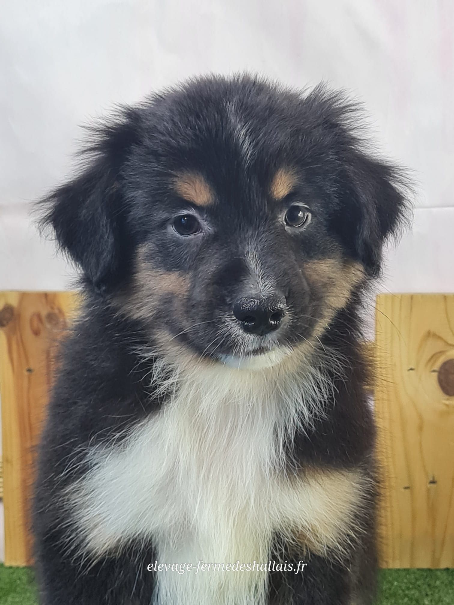 Chiot berger américain noir tricolore mâle