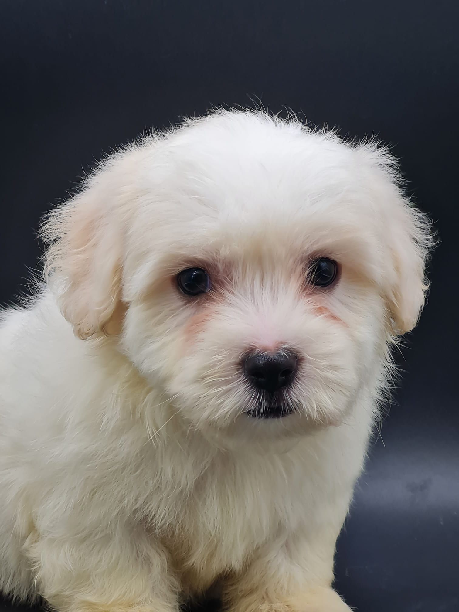 Chiot coton de tuléar mâle