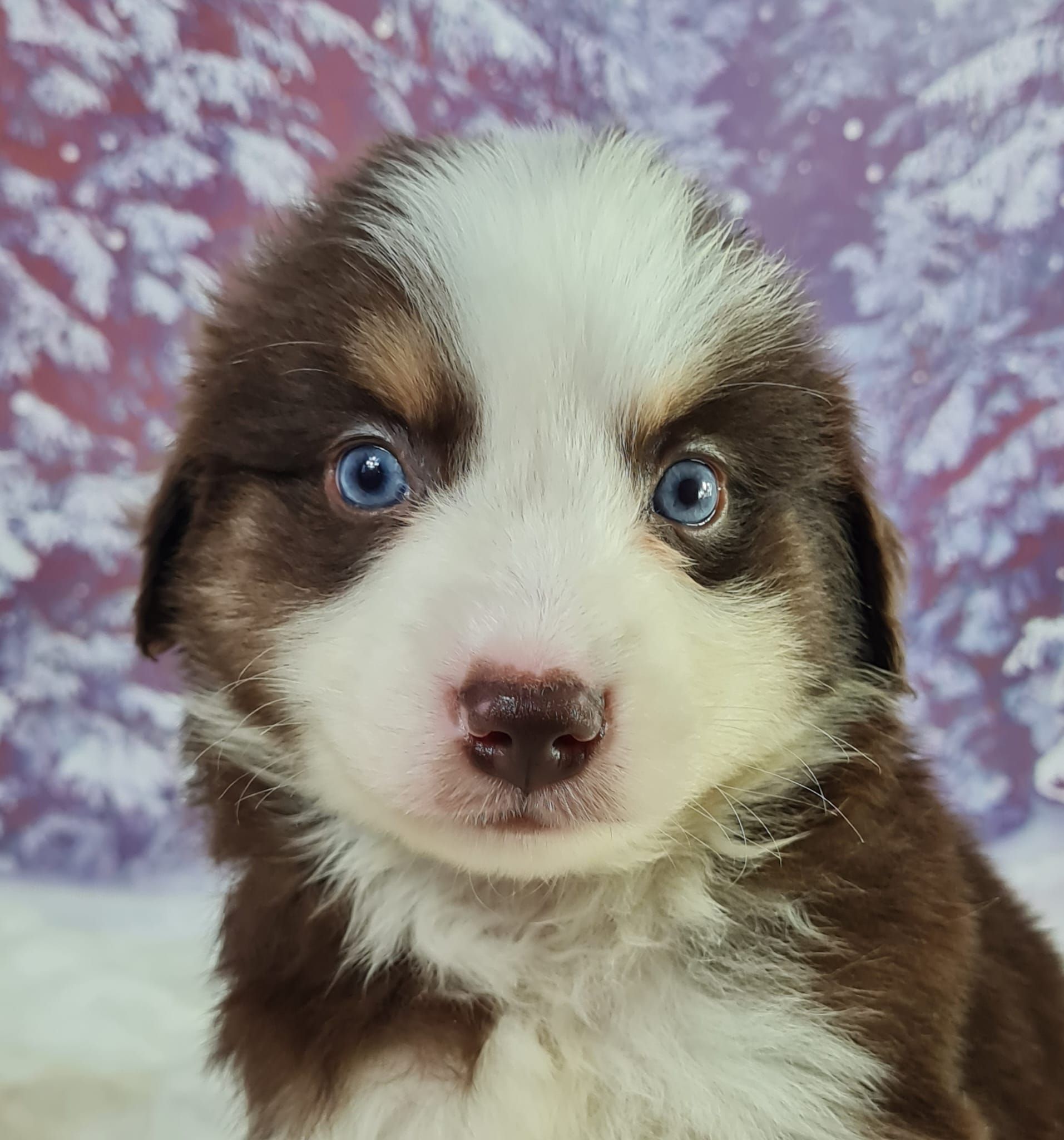 Chiot berger américain miniature mâle rouge tricolore