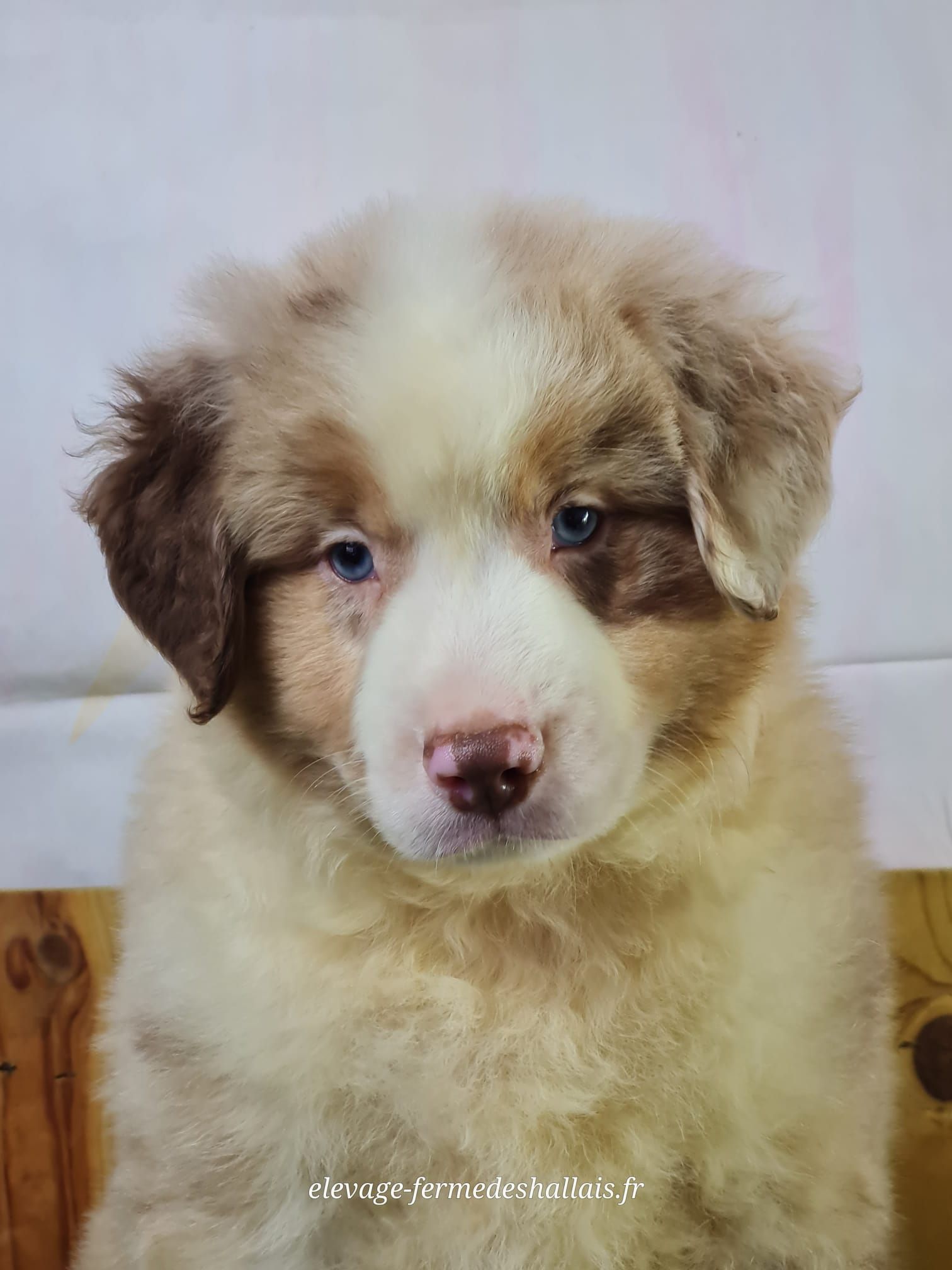 Chiot berger américain miniature rouge merle mâle