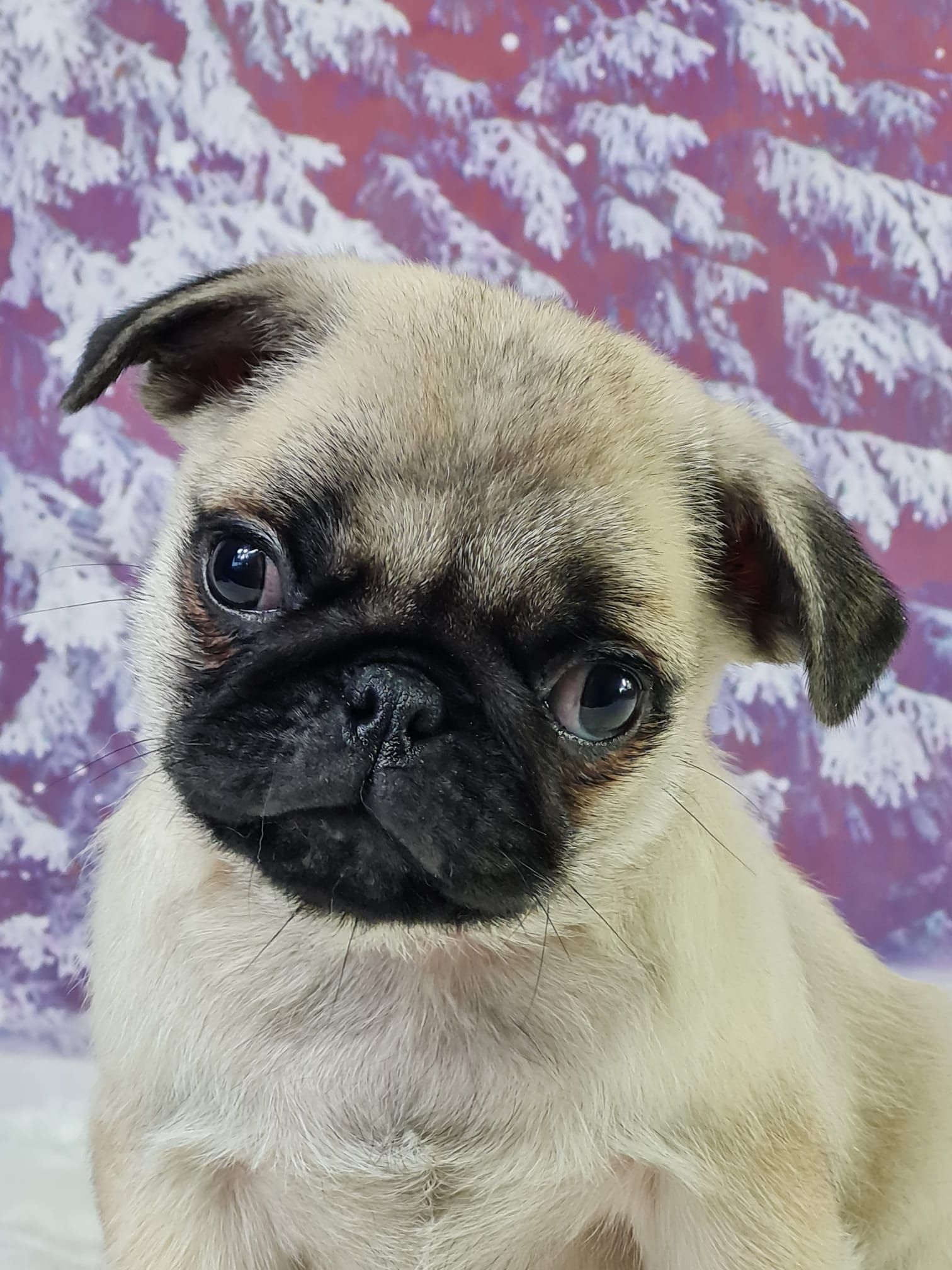 Chiot carlin mâle sable masque noir