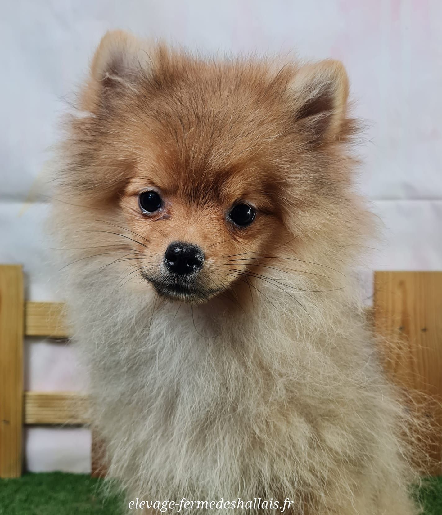 Chiot spitz mâle
