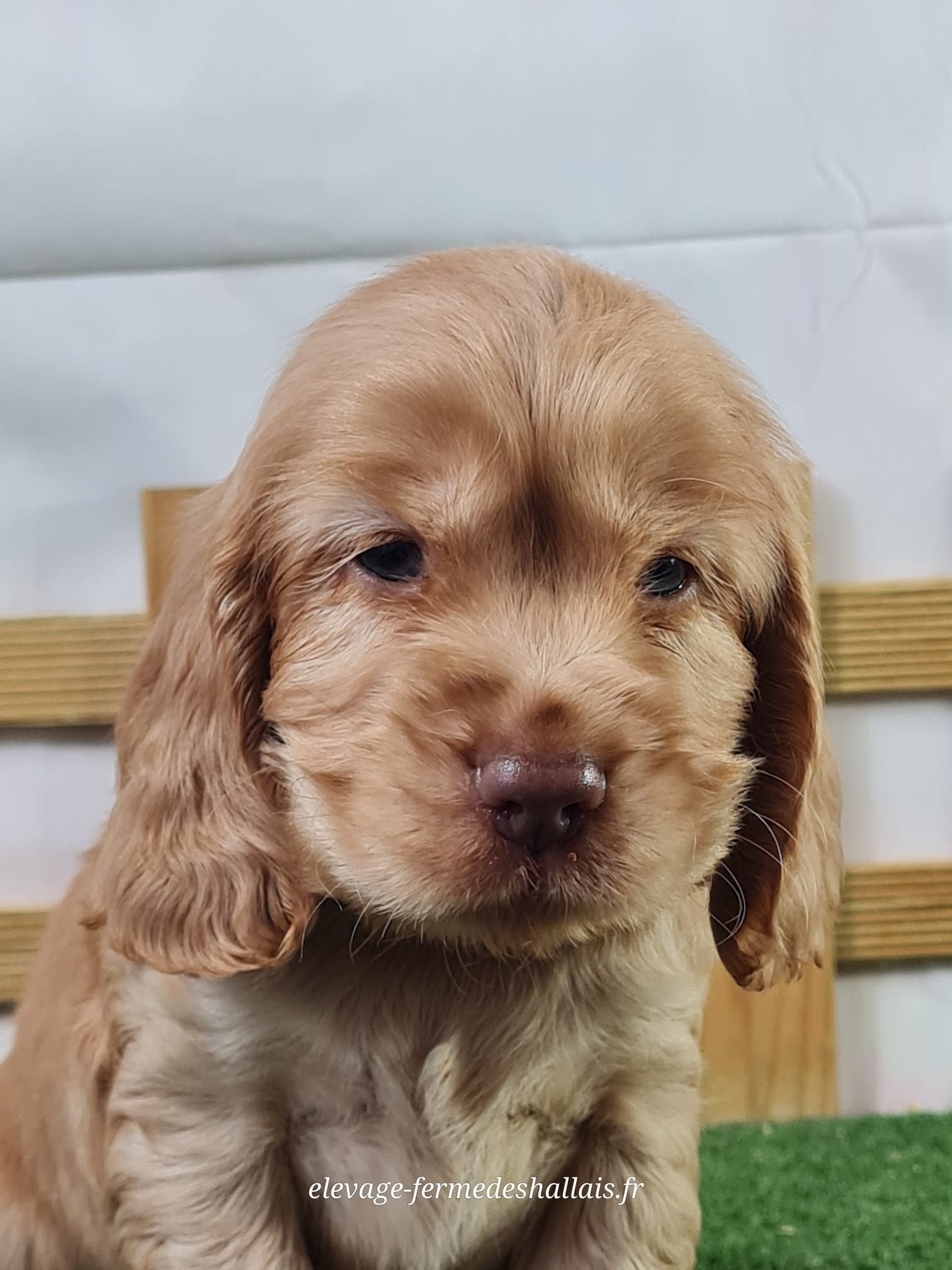 Chiot mâle cocker spaniel anglais