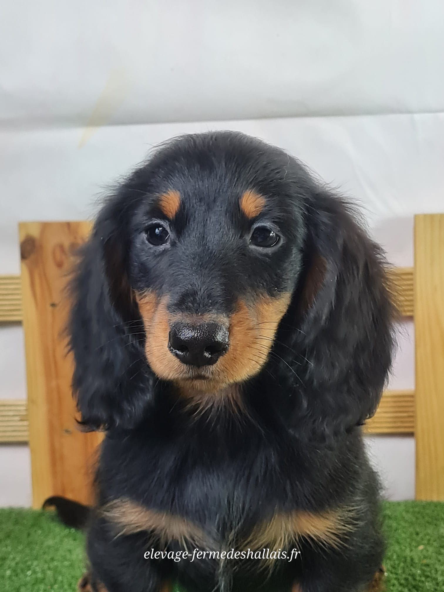 Chiot mâle teckel poil long