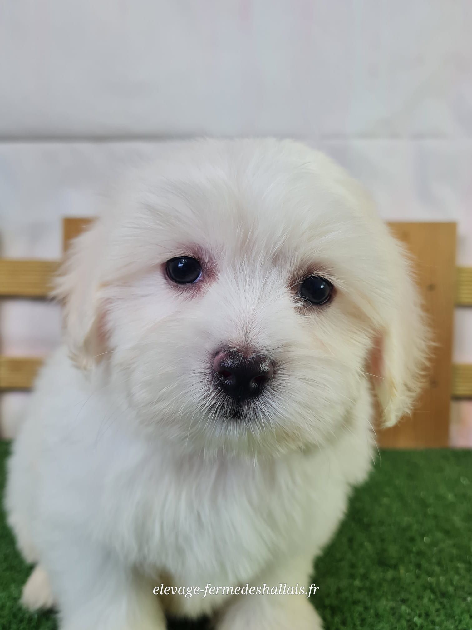 Chiot mâle coton de tuléar