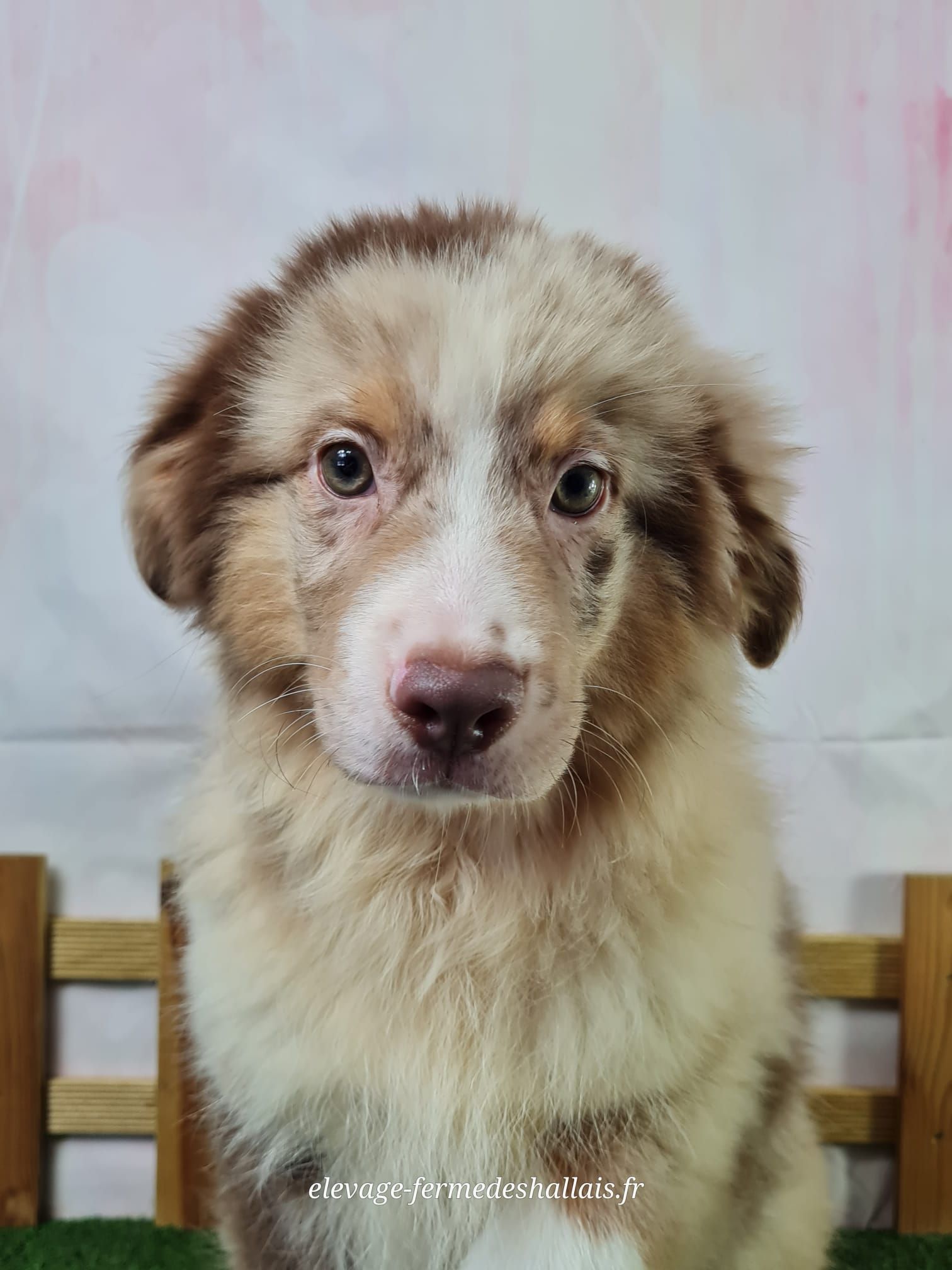 Chiot berger américain miniature mâle rouge merle