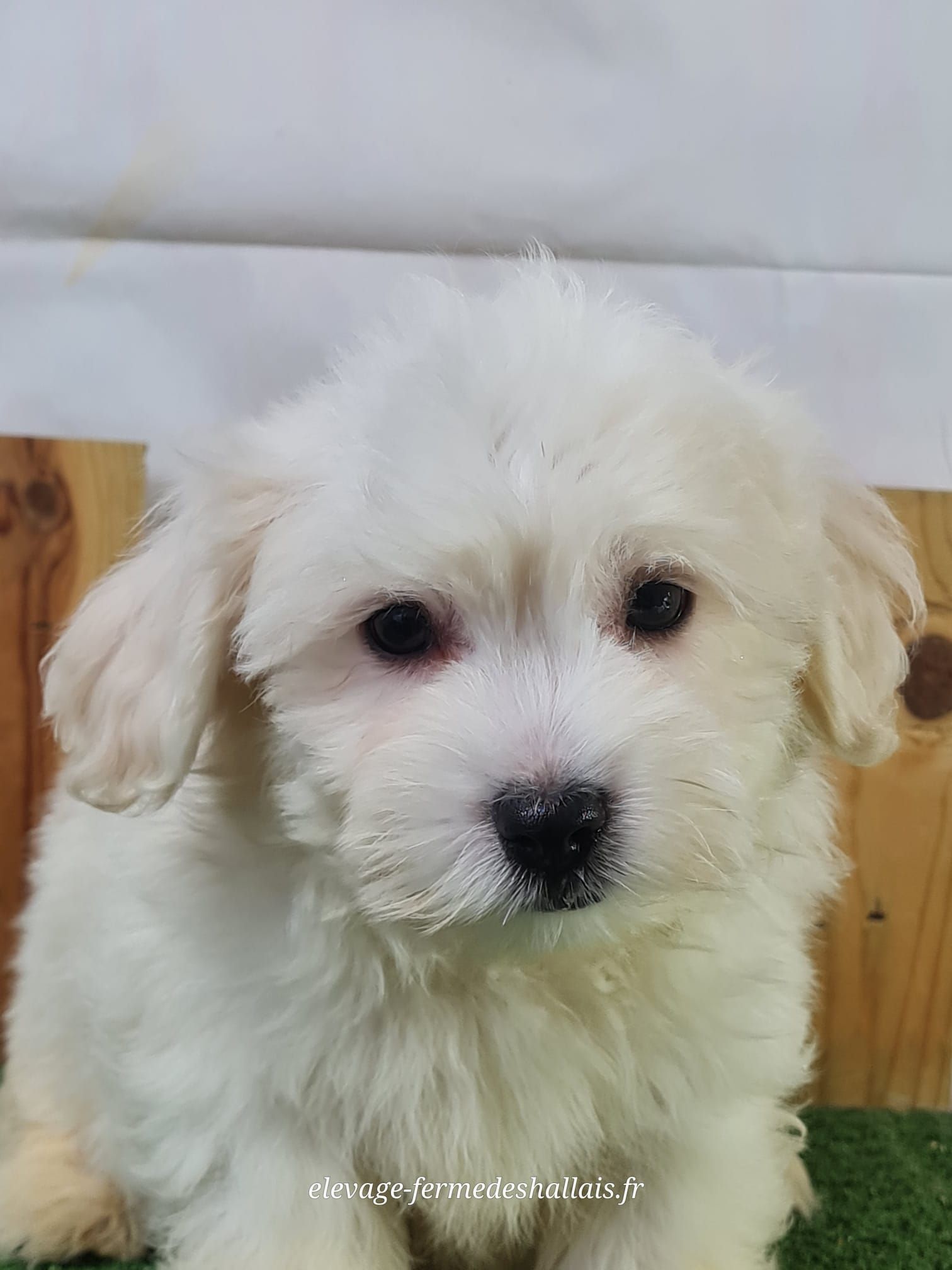 Chiot mâle coton de tuléar