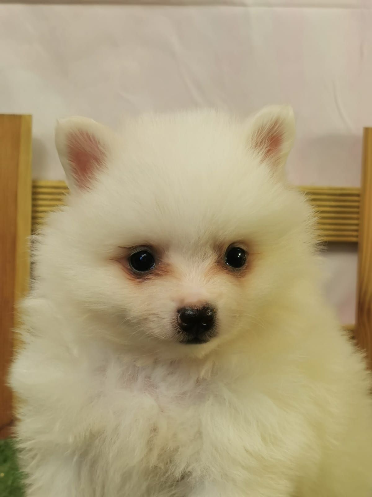 Chiot spitz volpino mâle
