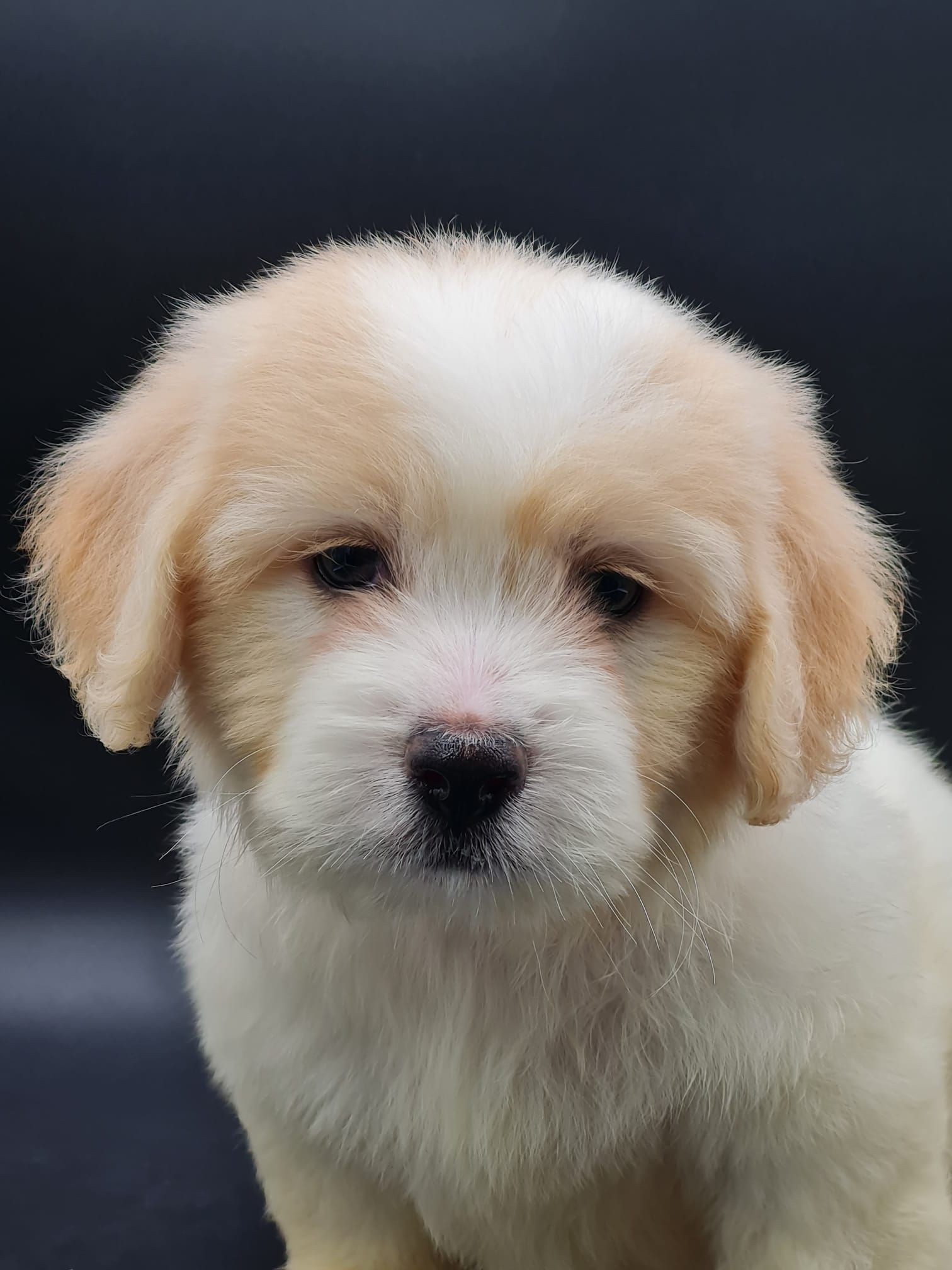 Chiot coton de tuléar mâle