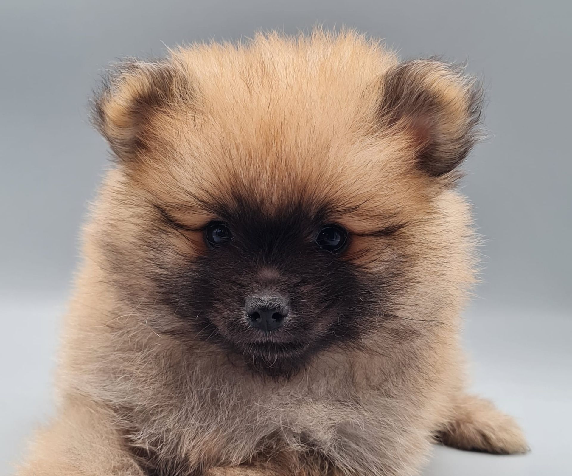 Chiot spitz mâle