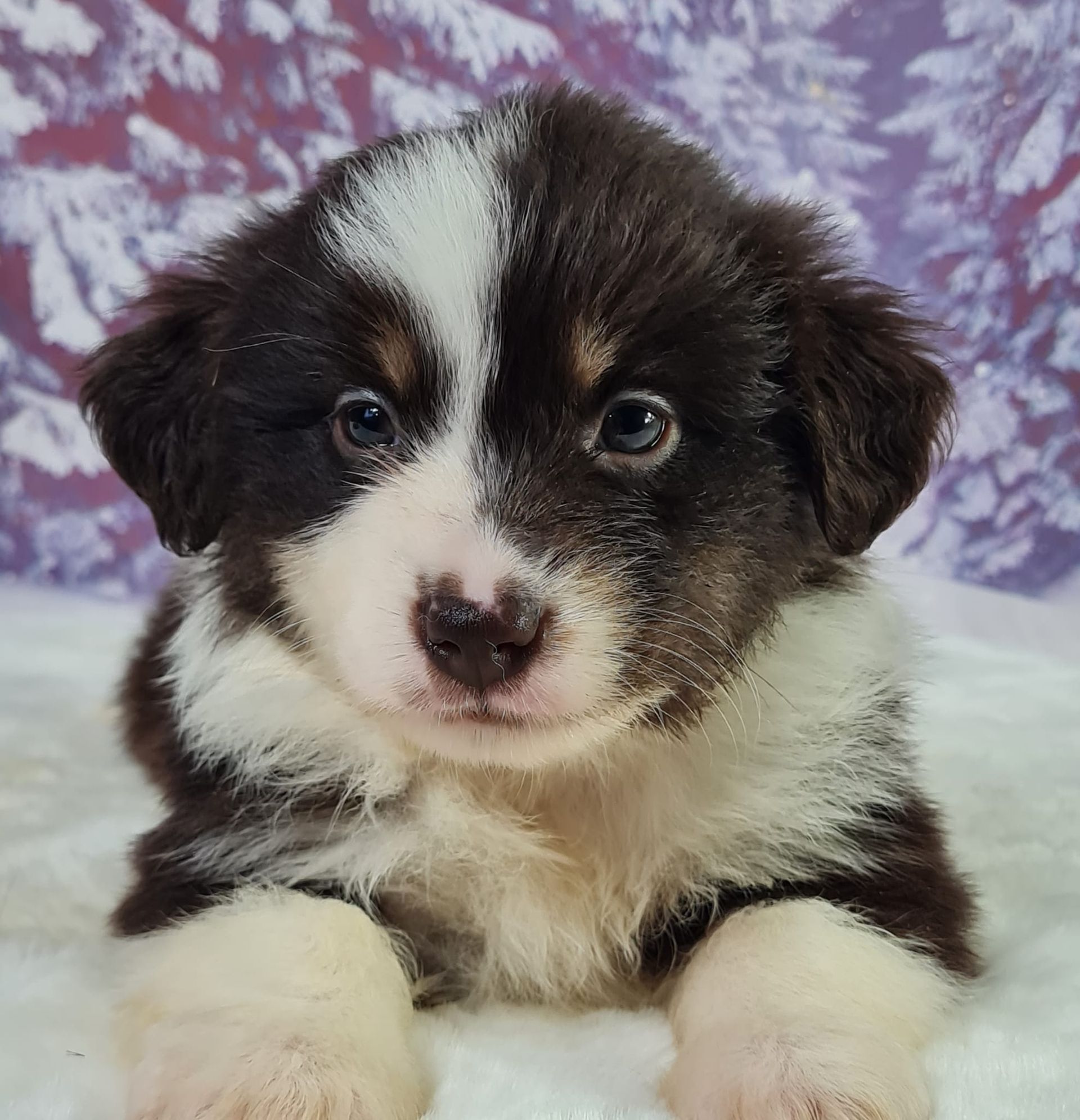 Chiot berger américain miniature mâle rouge tricolore