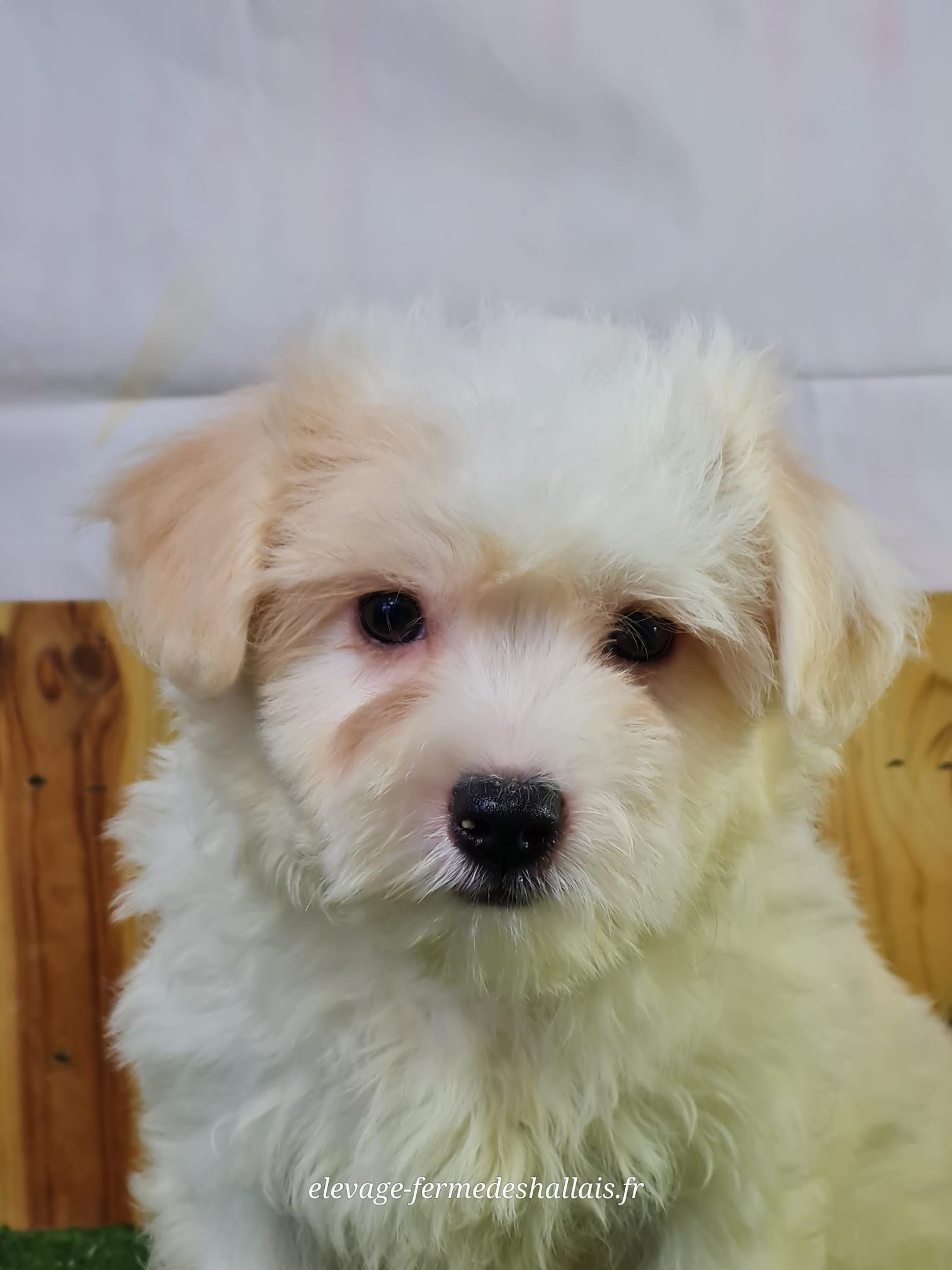 Chiot mâle coton de tuléar