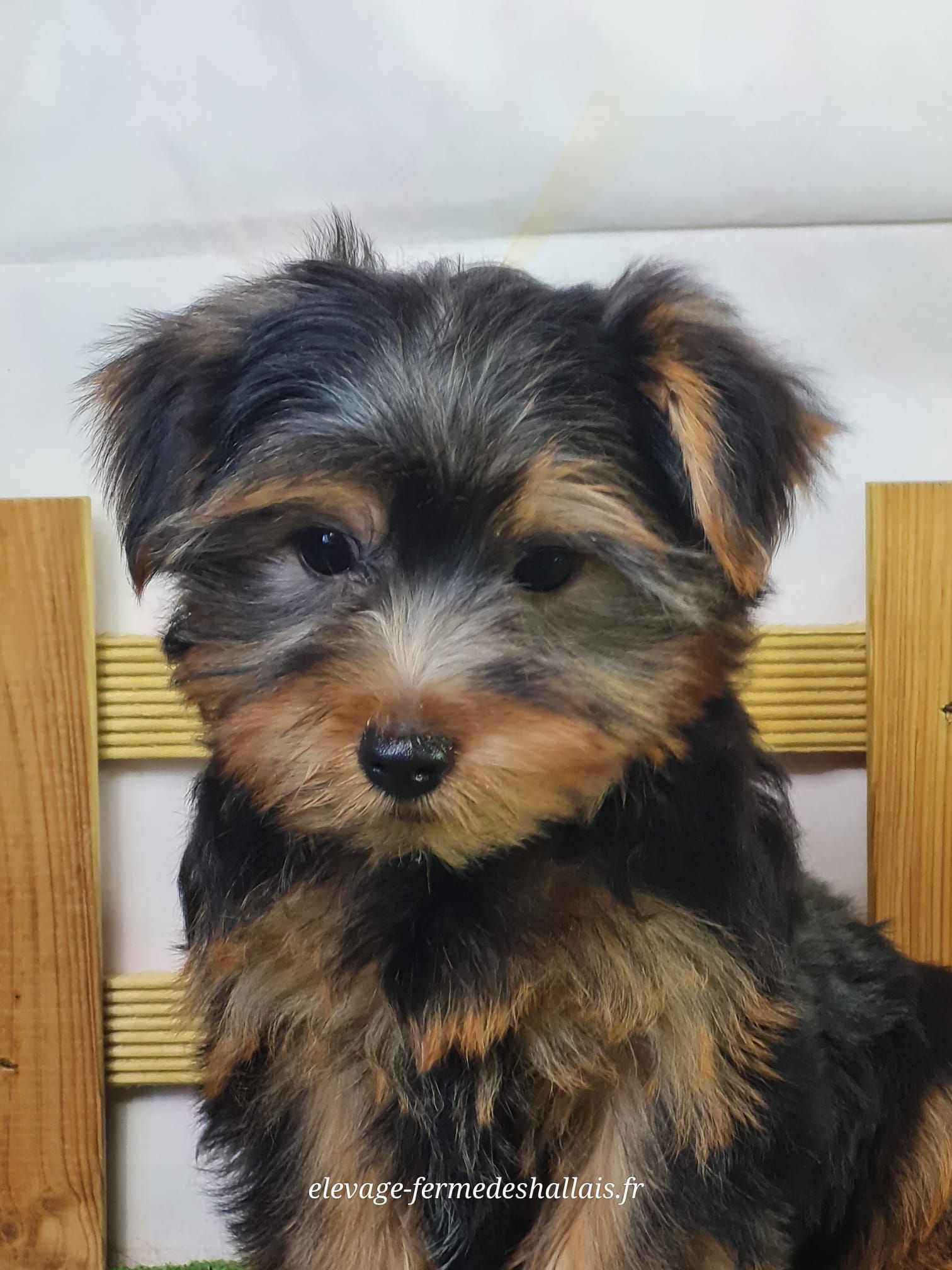 Chiot yorkshire mâle