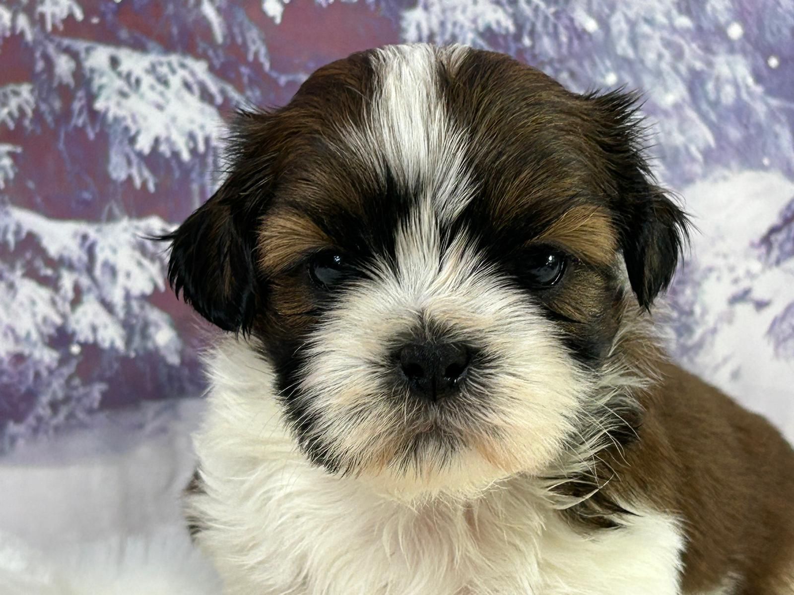 Chiot shih tzu mâle bicolore
