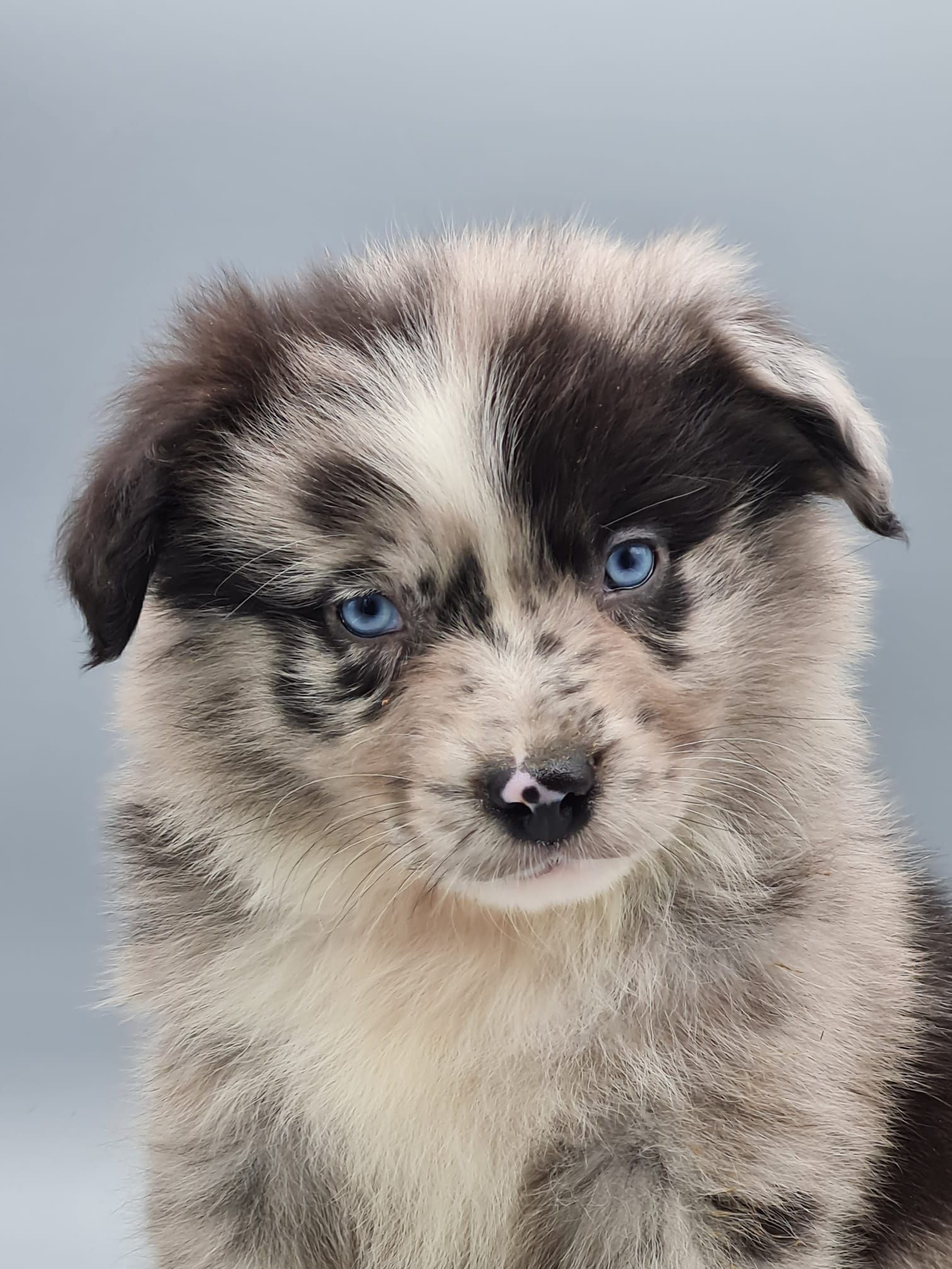 Chiot berger américain mâle