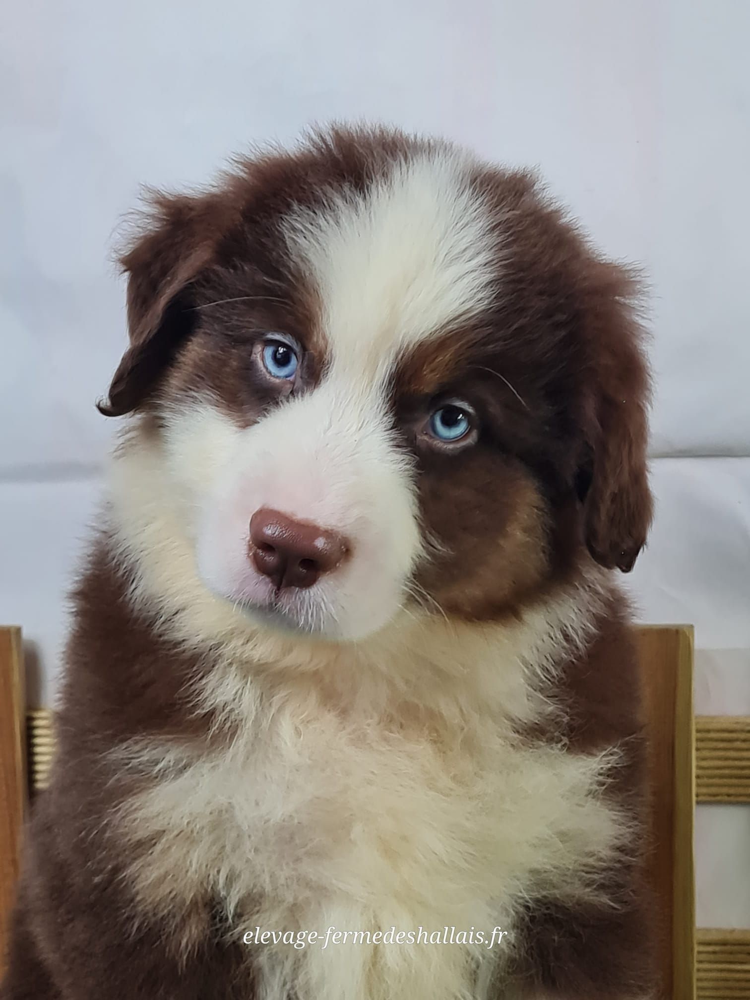 Chiot berger américain miniature rouge tricolore mâle
