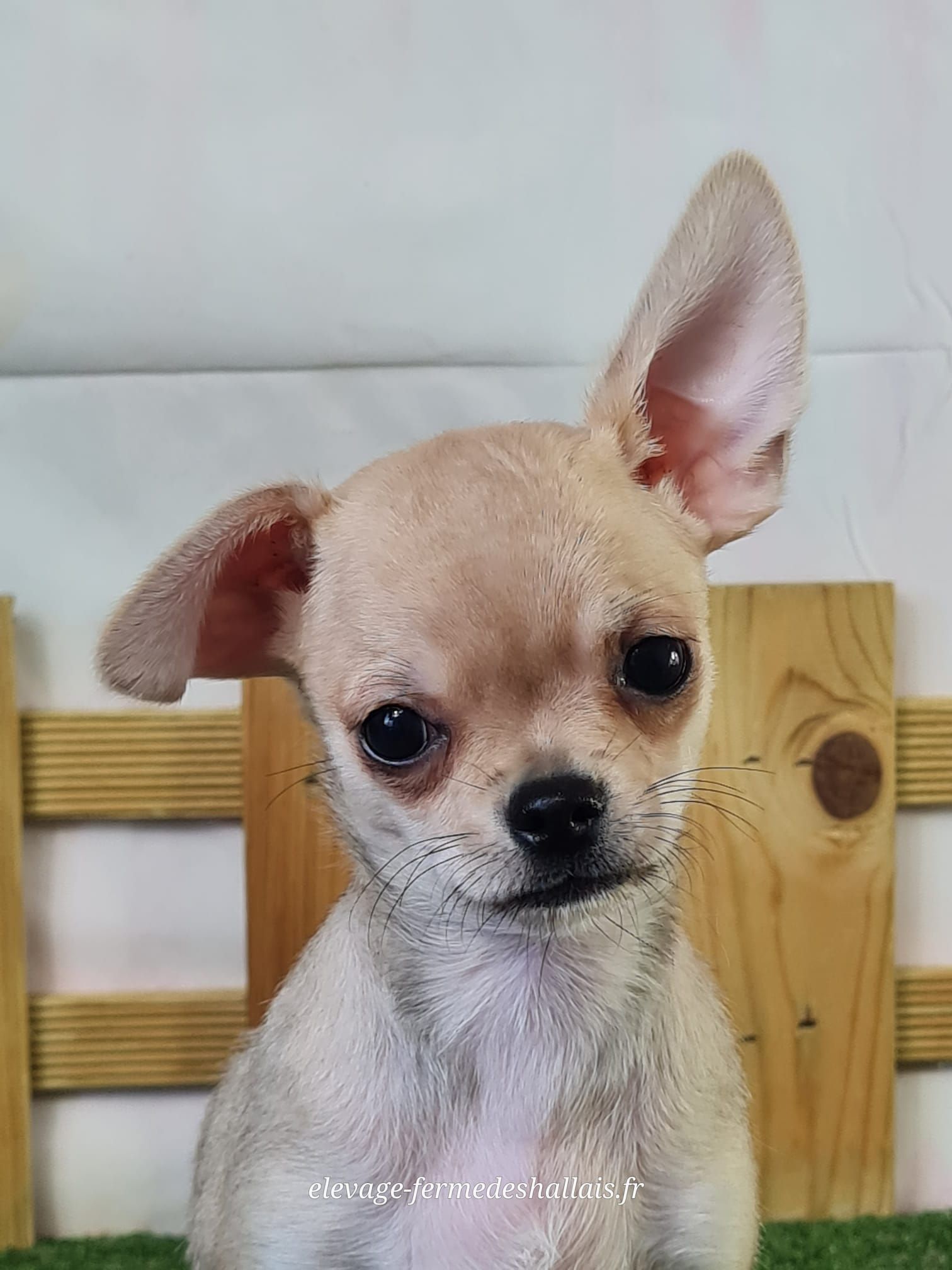 Chiot chihuahua mâle