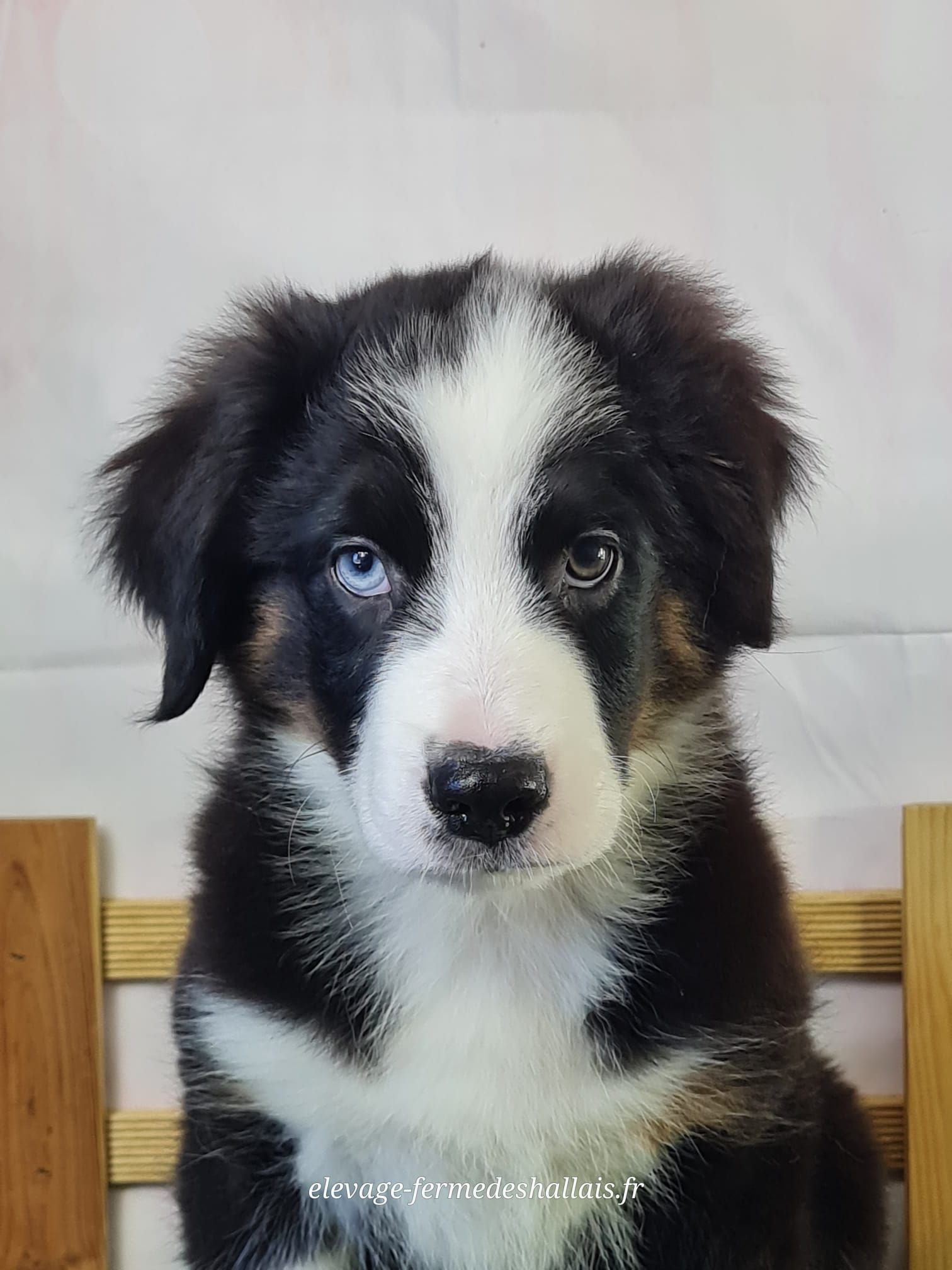 Chiot berger américain mâle