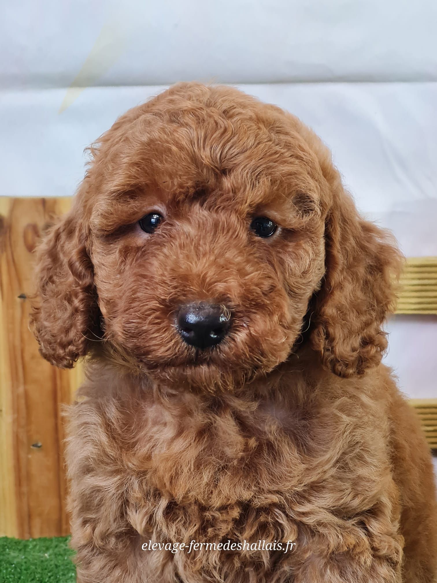 Chiot caniche nain mâle