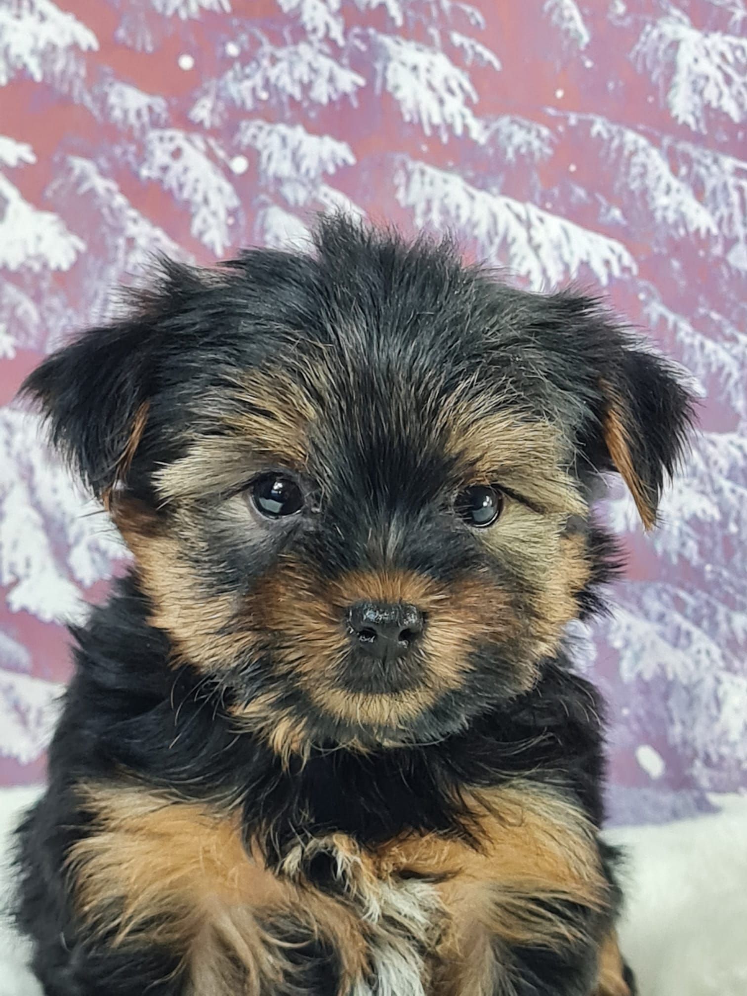 Chiot yorkshire terrier mâle