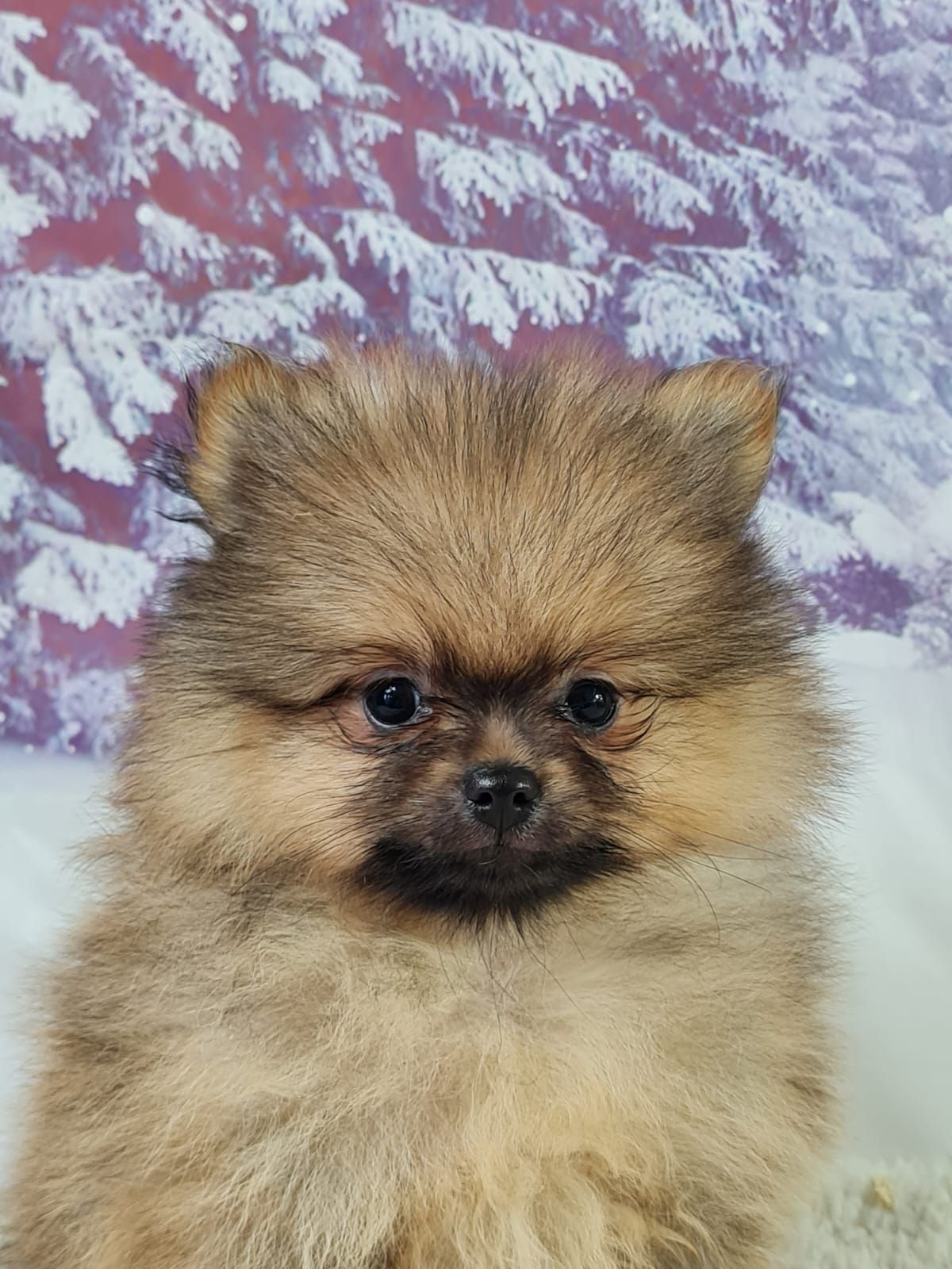 Chiot spitz allemand nain mâle orange charbonné