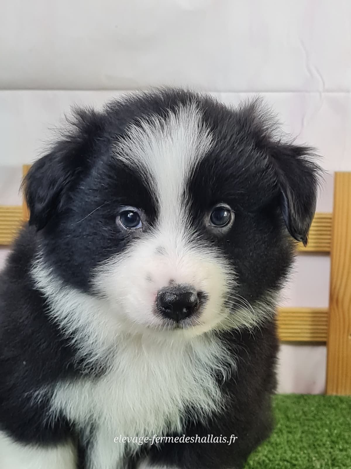 Chiot berger américain miniature noir et blanc mâle