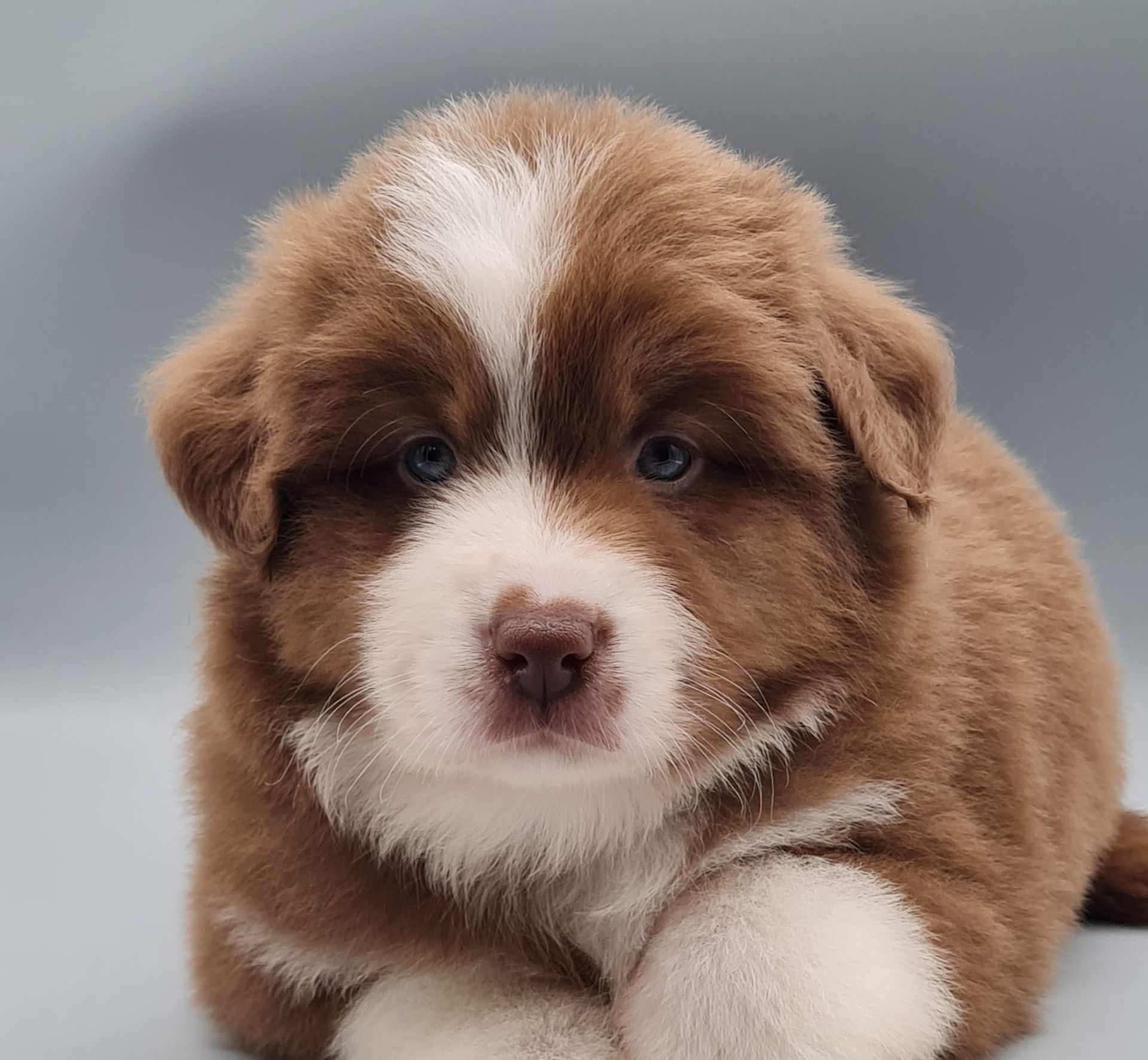 Chiot berger américain miniature mâle