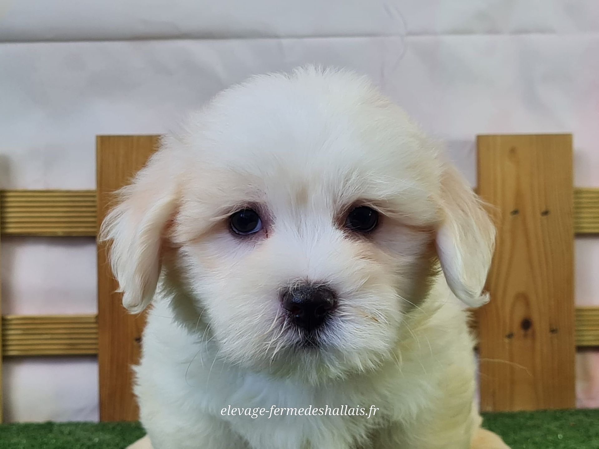Chiot coton de tuléar mâle