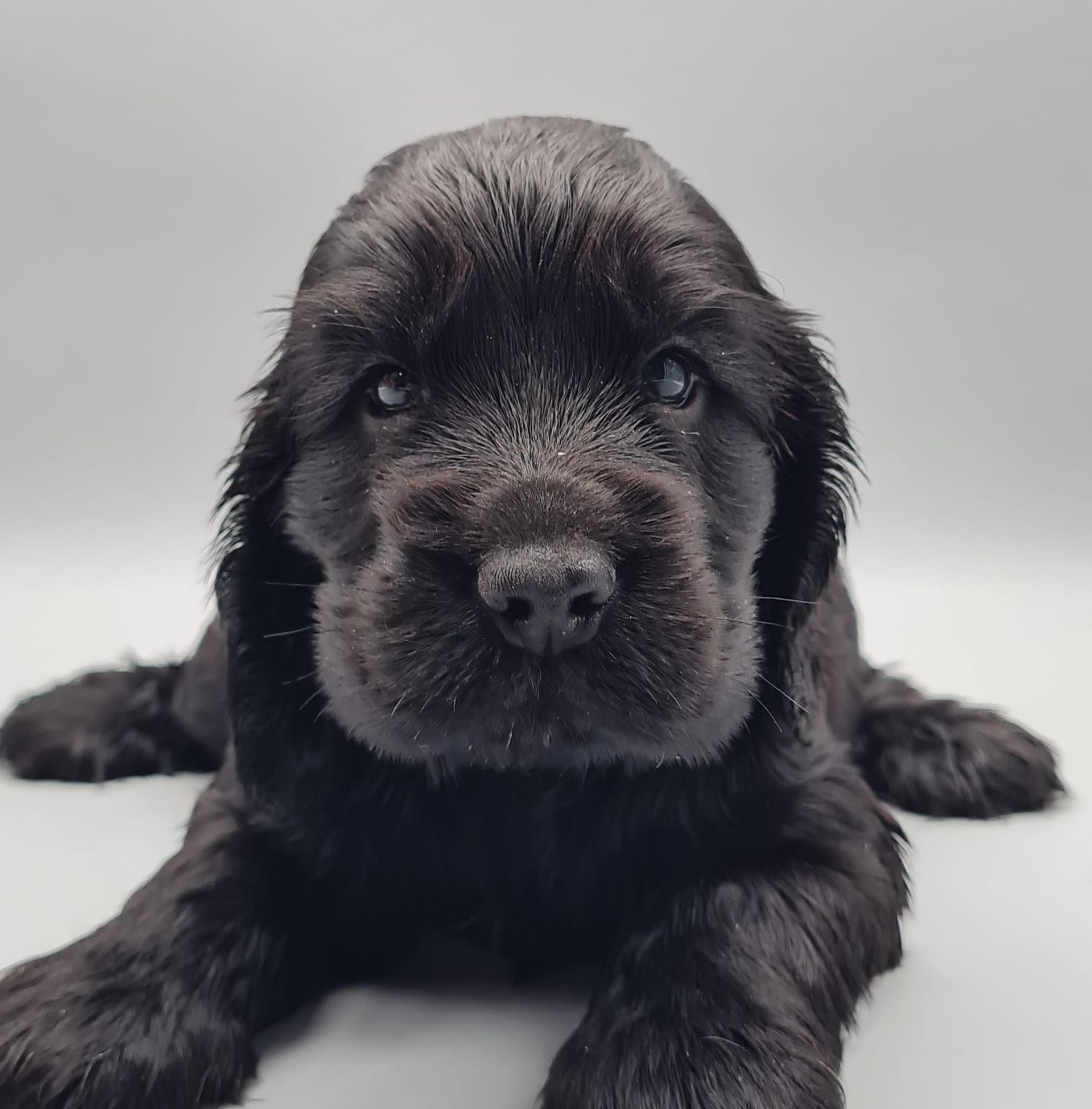Chiot cocker spaniel anglais noir mâle