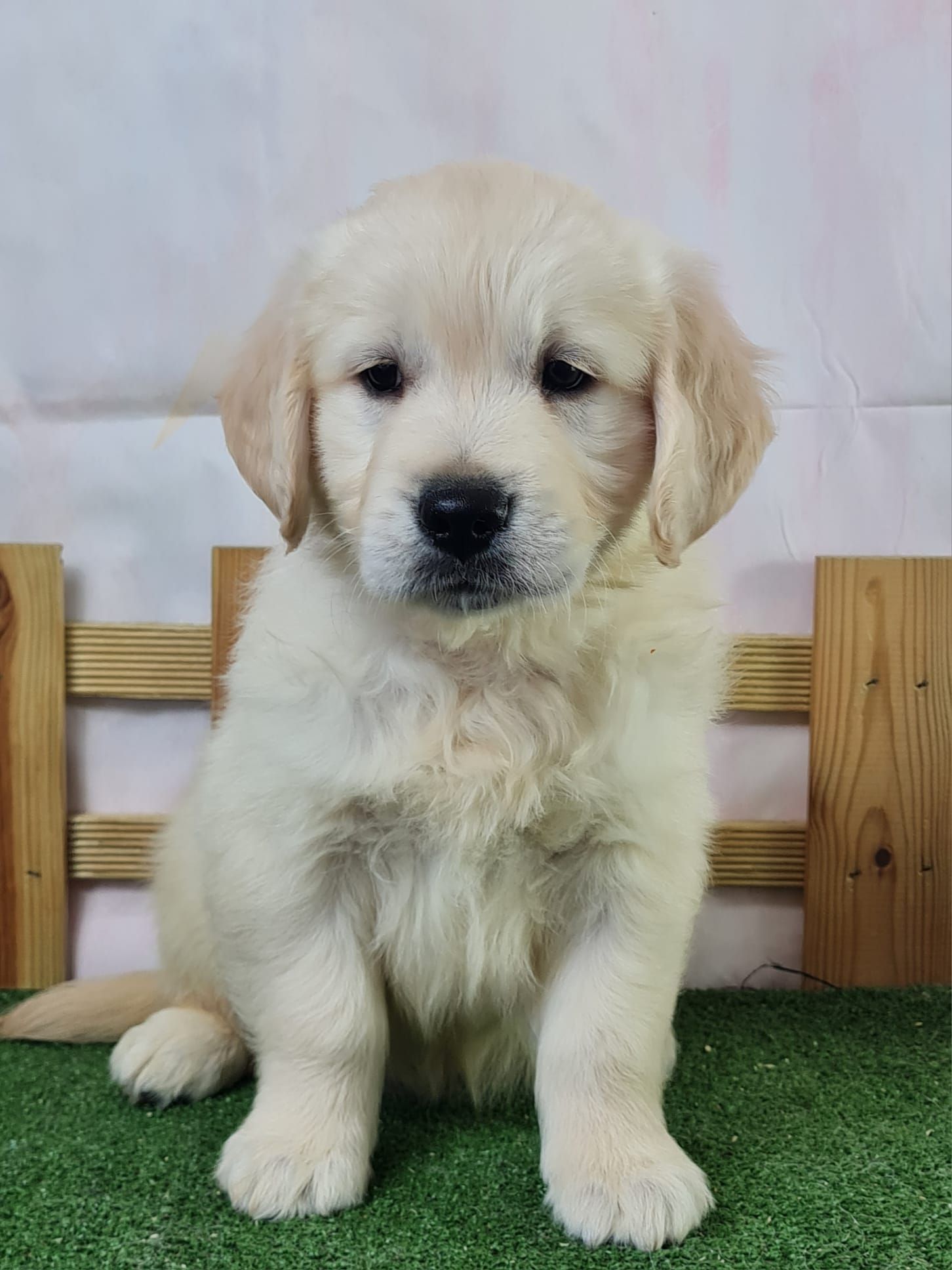 GOLD MINI CHIOT JUNIOR 30/15 Classique