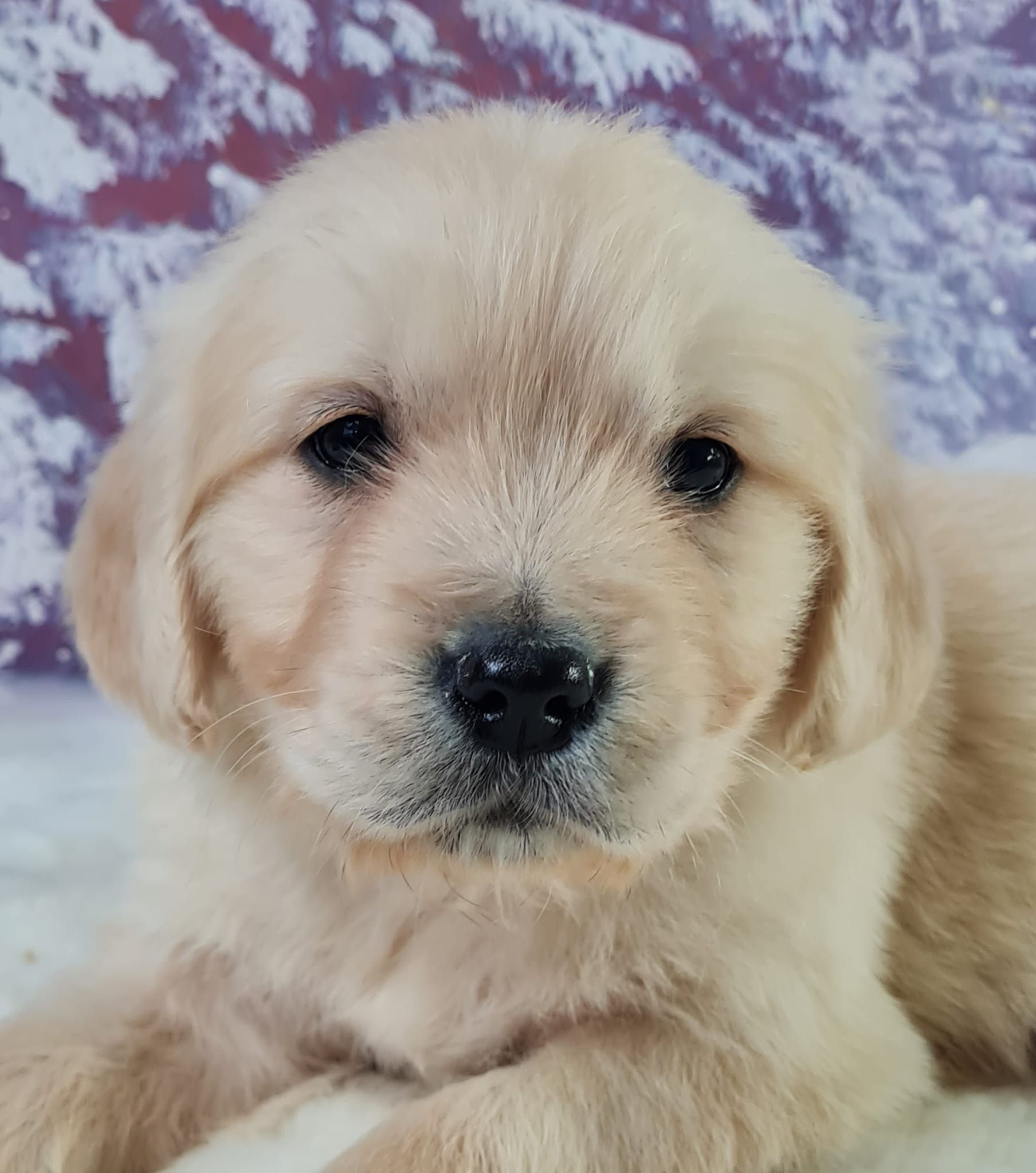 Chiot golden retriever mâle