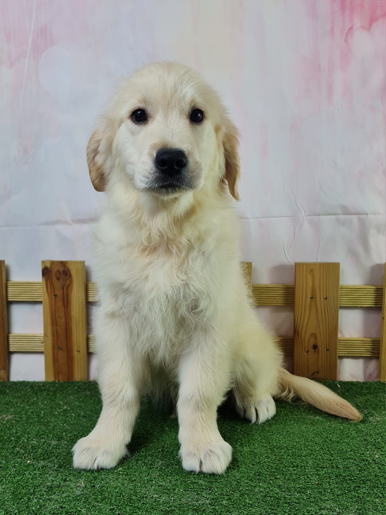 Chiot golden assis