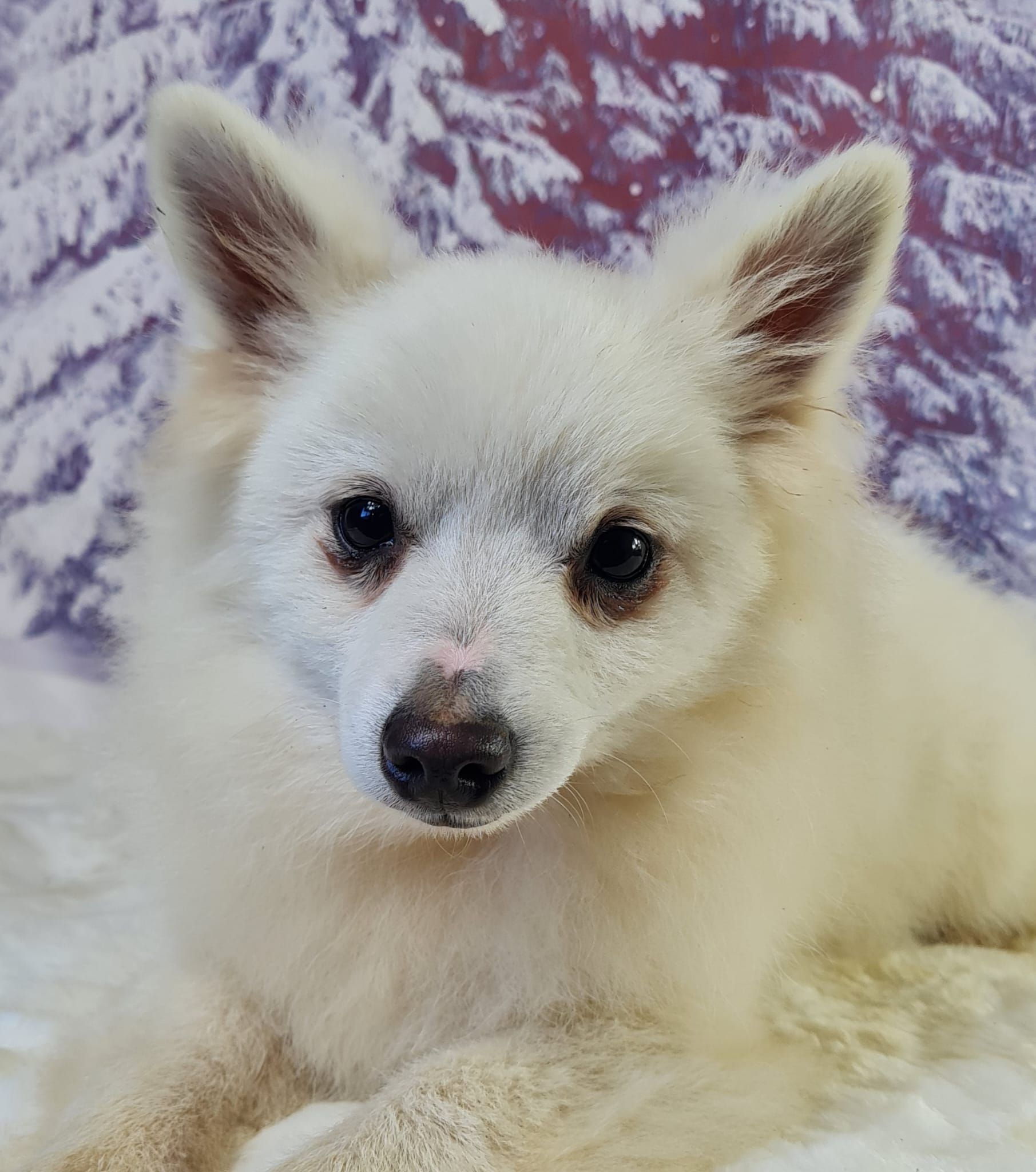 Chiot spitz volpino mâle