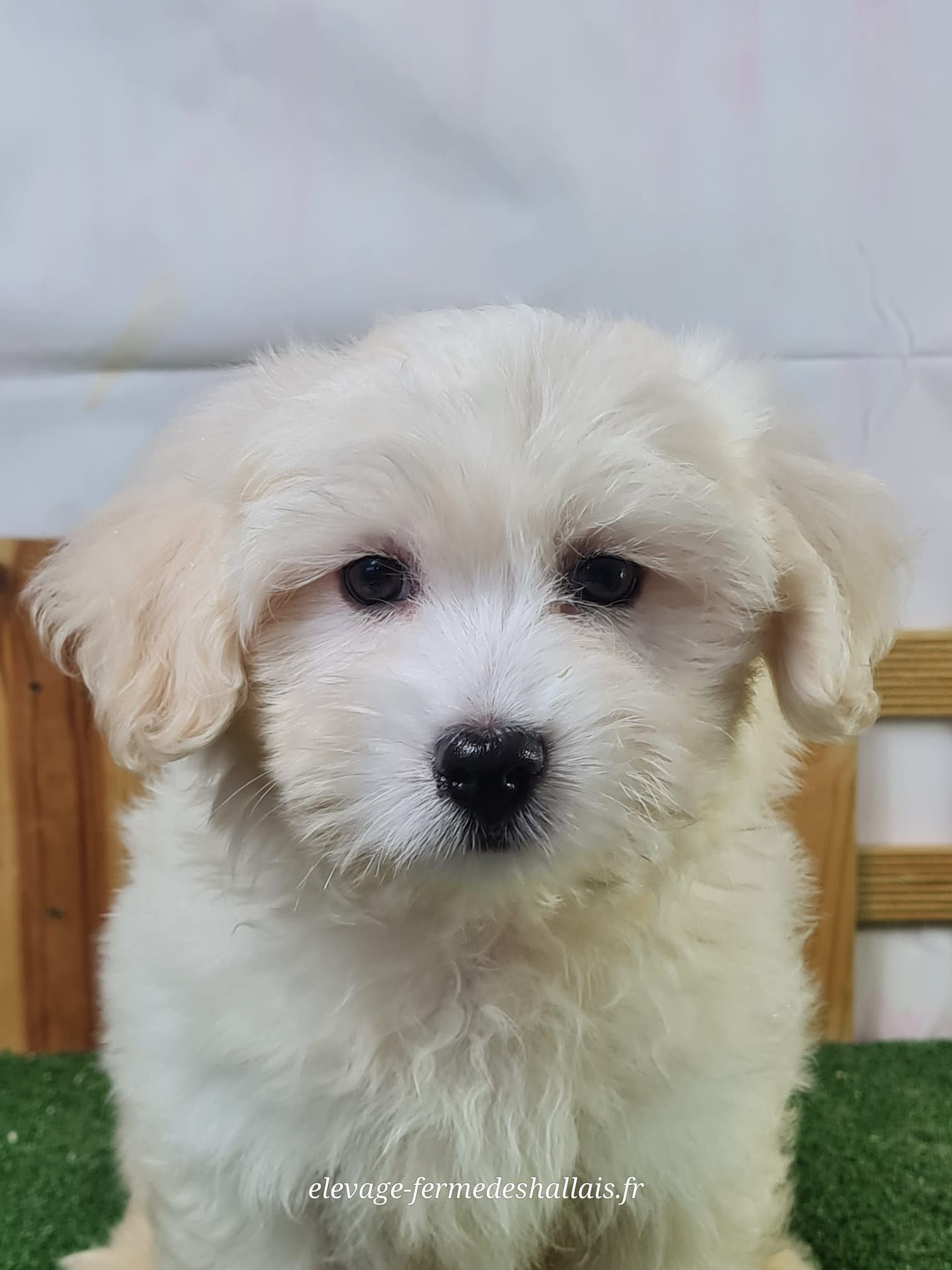 Chiot mâle coton de tuléar