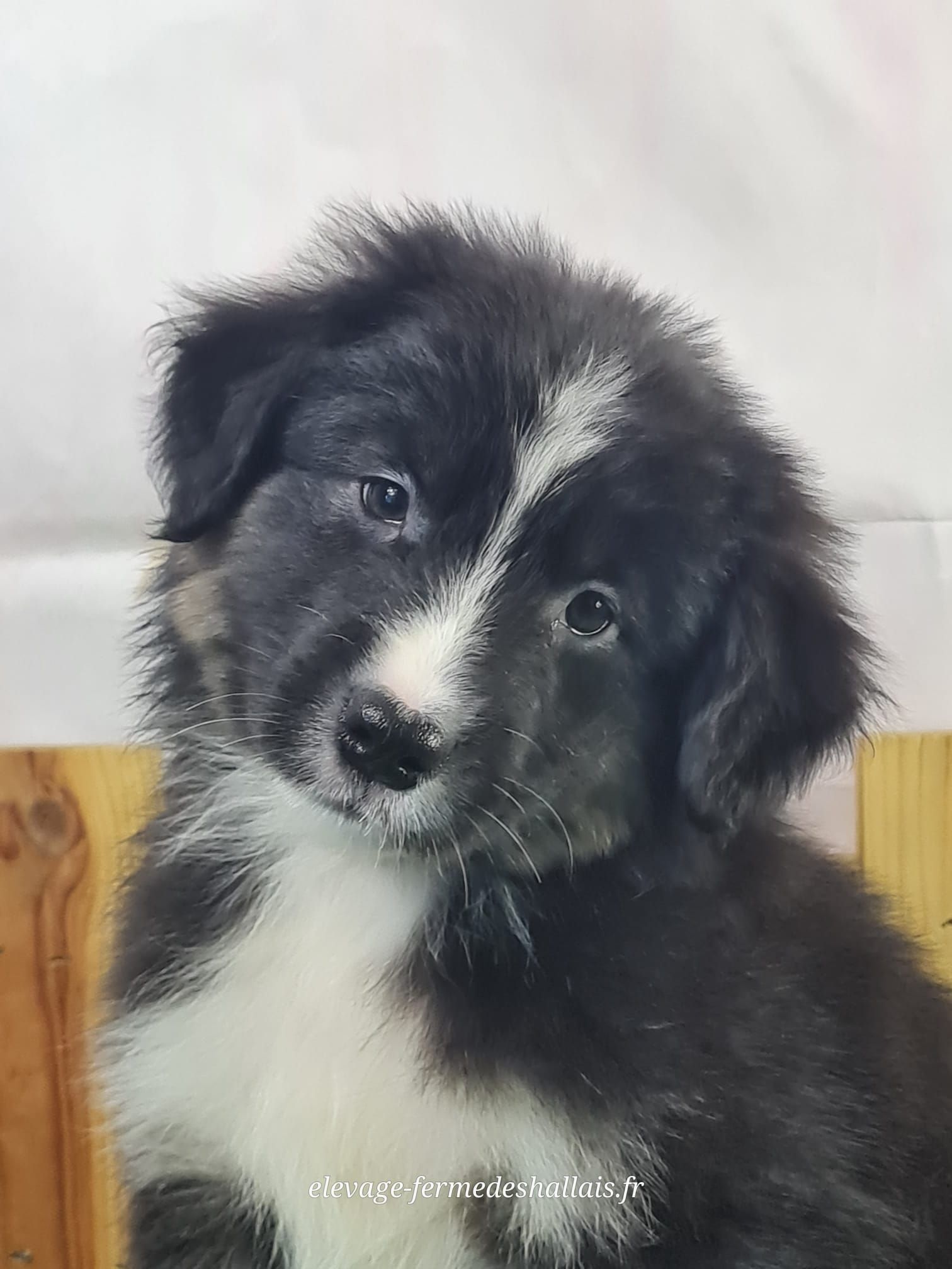 Chiot berger américain noir tricolore mâle