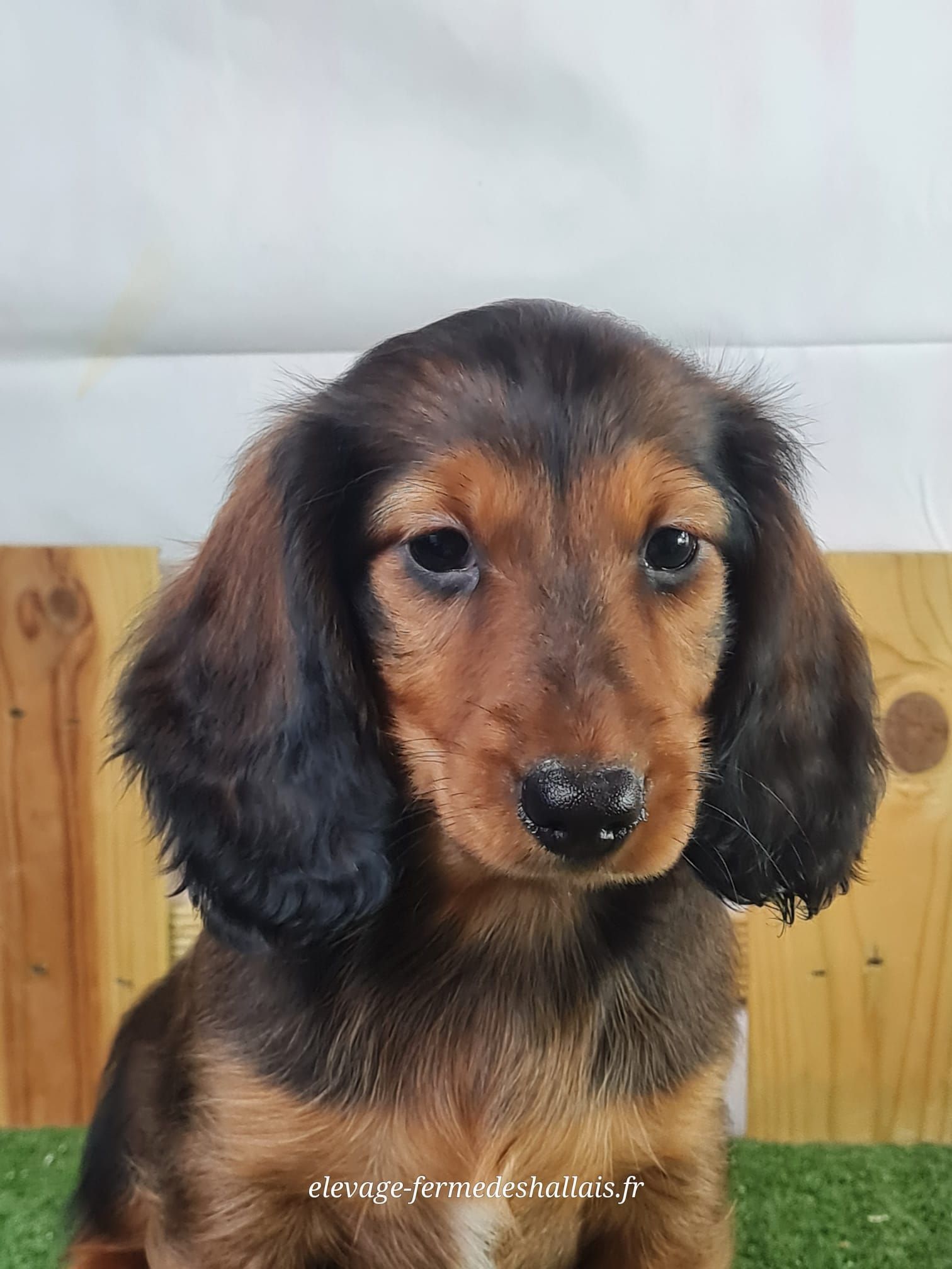 Chiot mâle teckel poil long