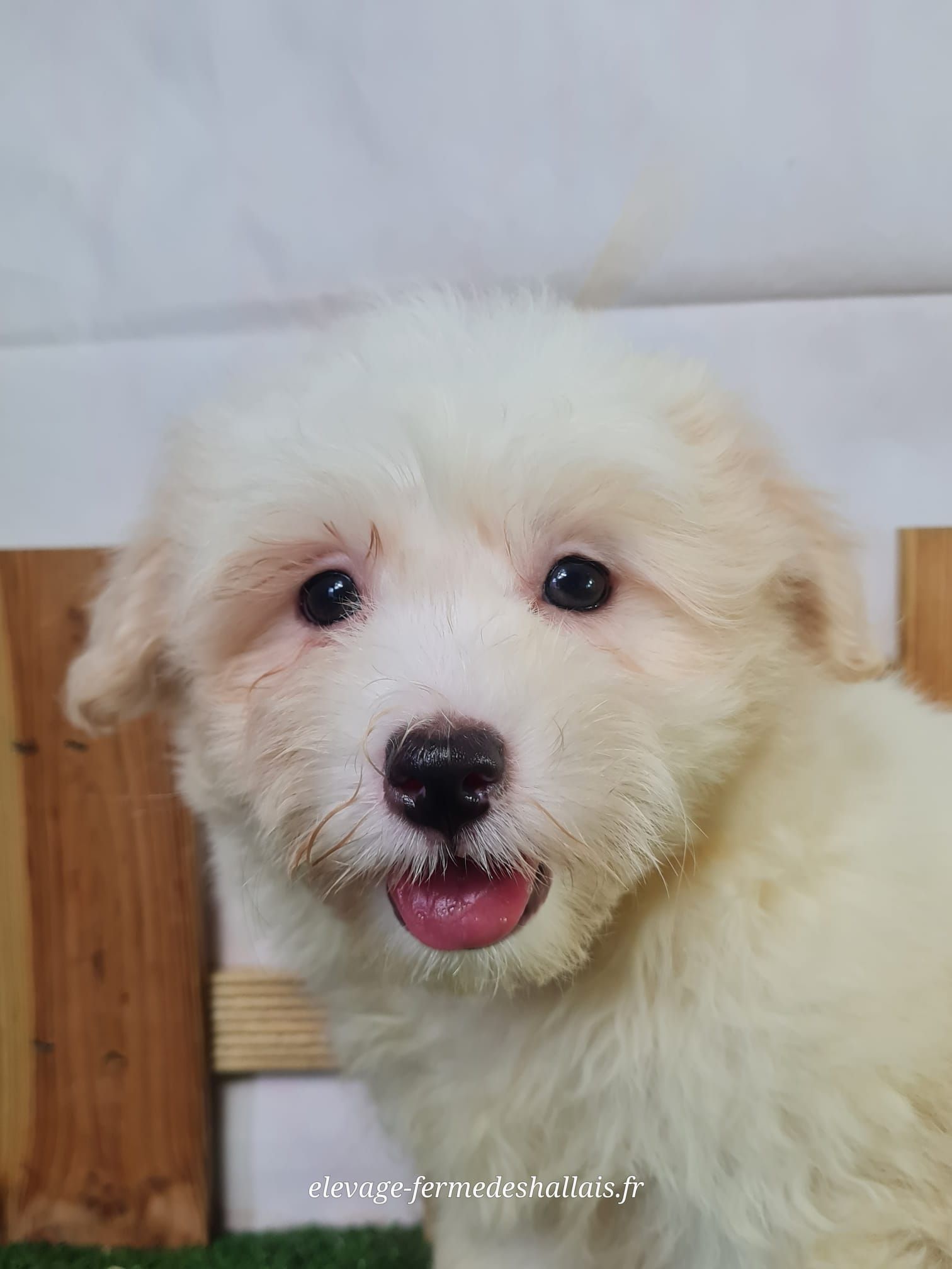 Chiot mâle coton de tuléar
