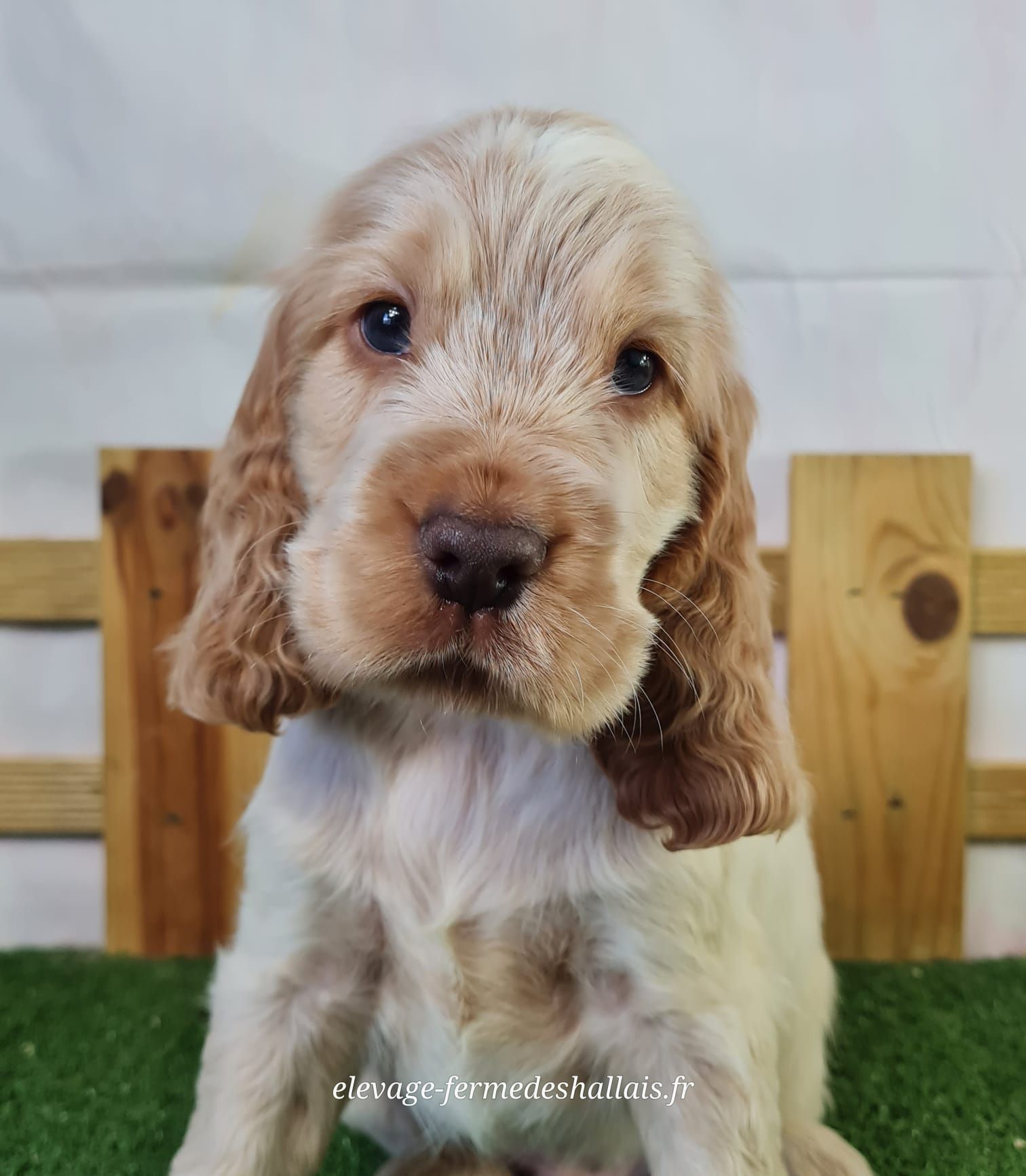 Chiot mâle cocker spaniel anglais