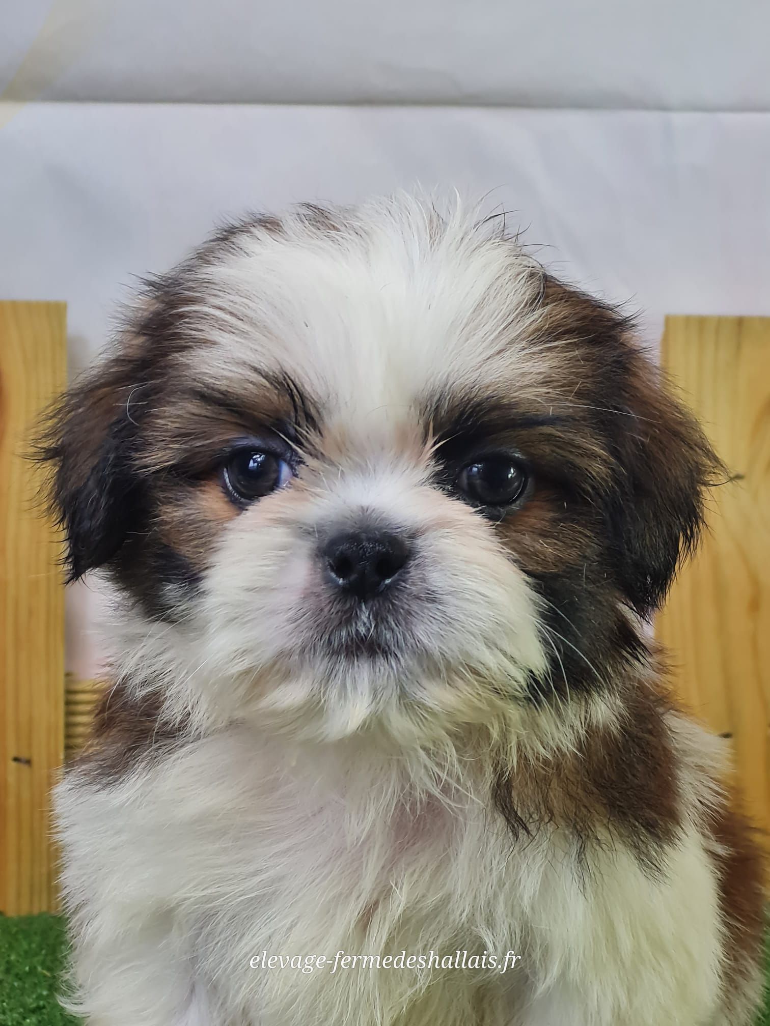 Chiot mâle shih tzu