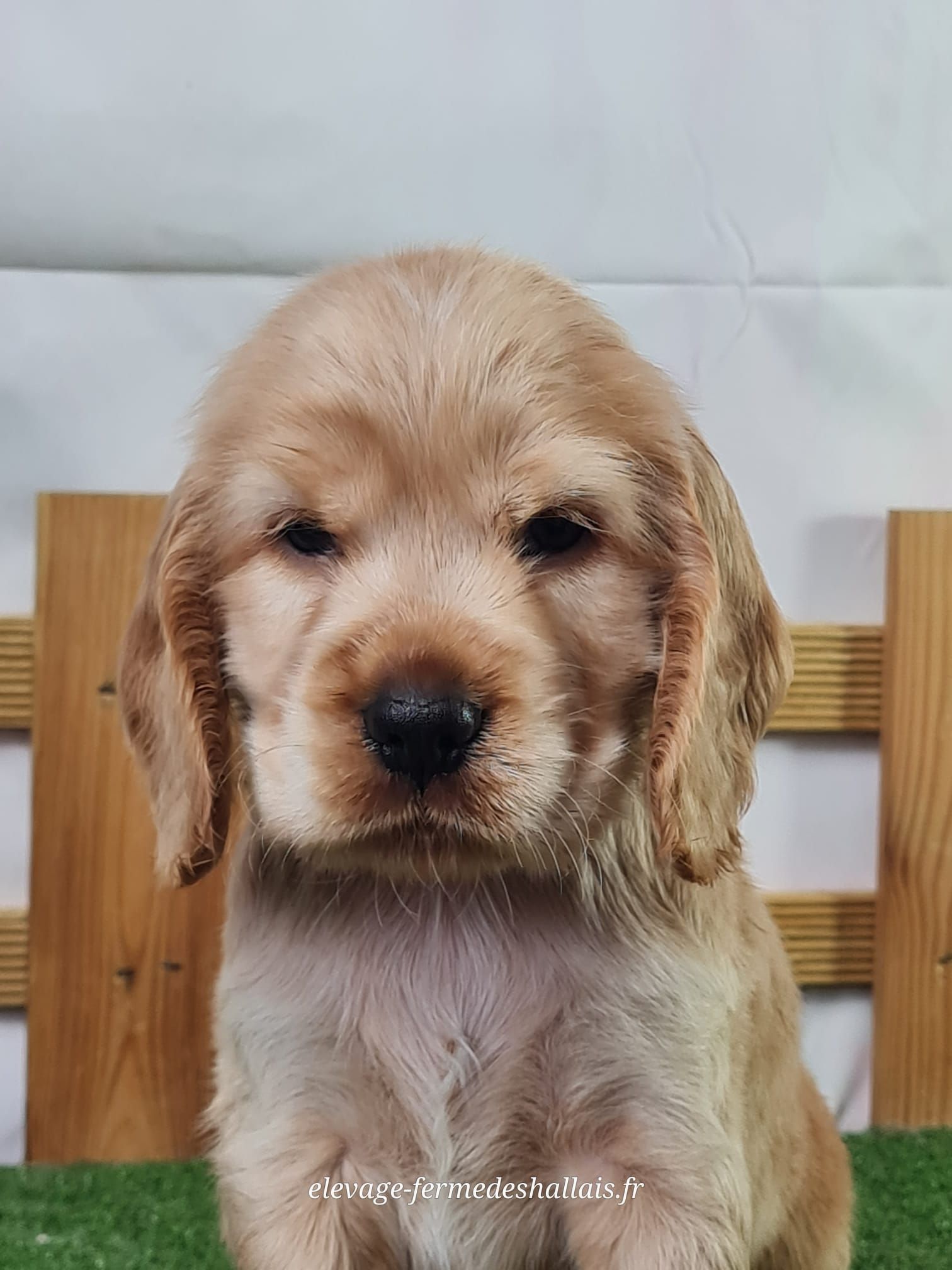 Chiot mâle cocker spaniel anglais